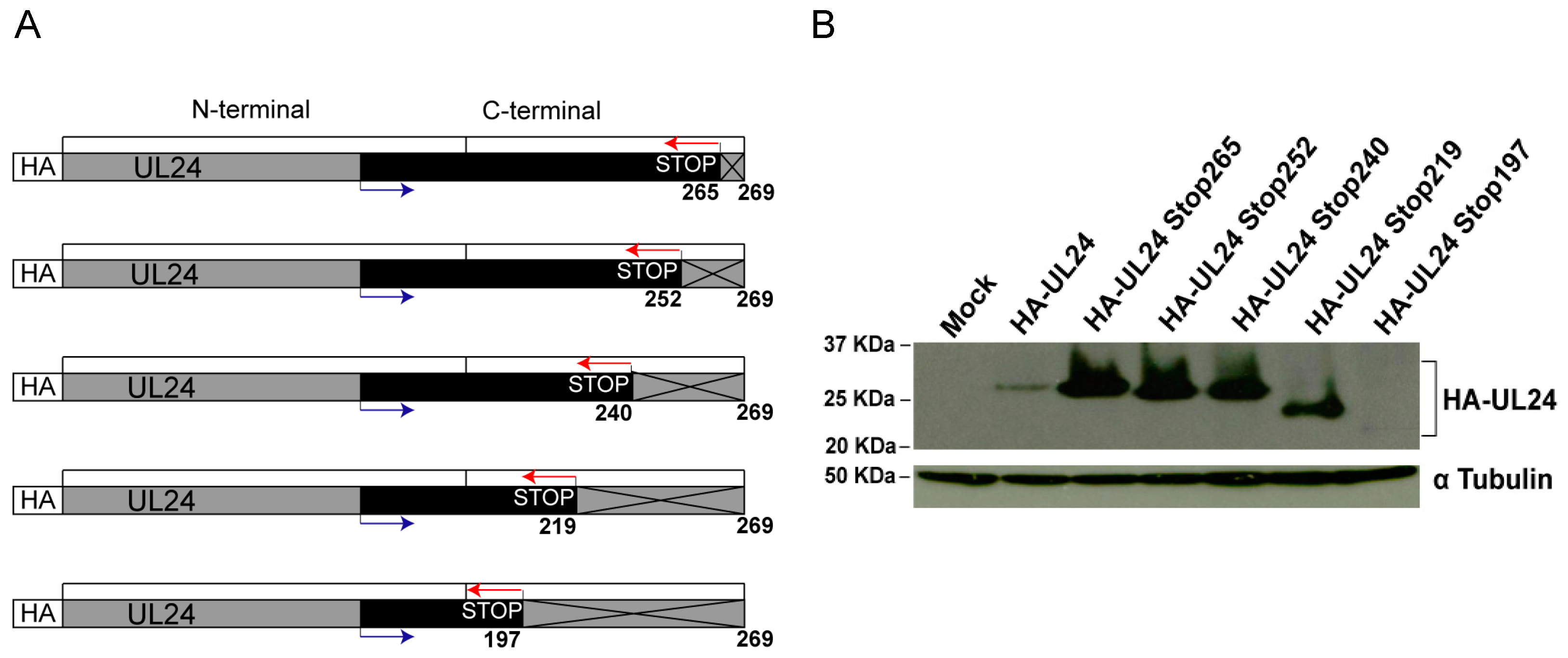 Viruses 15 01971 g001