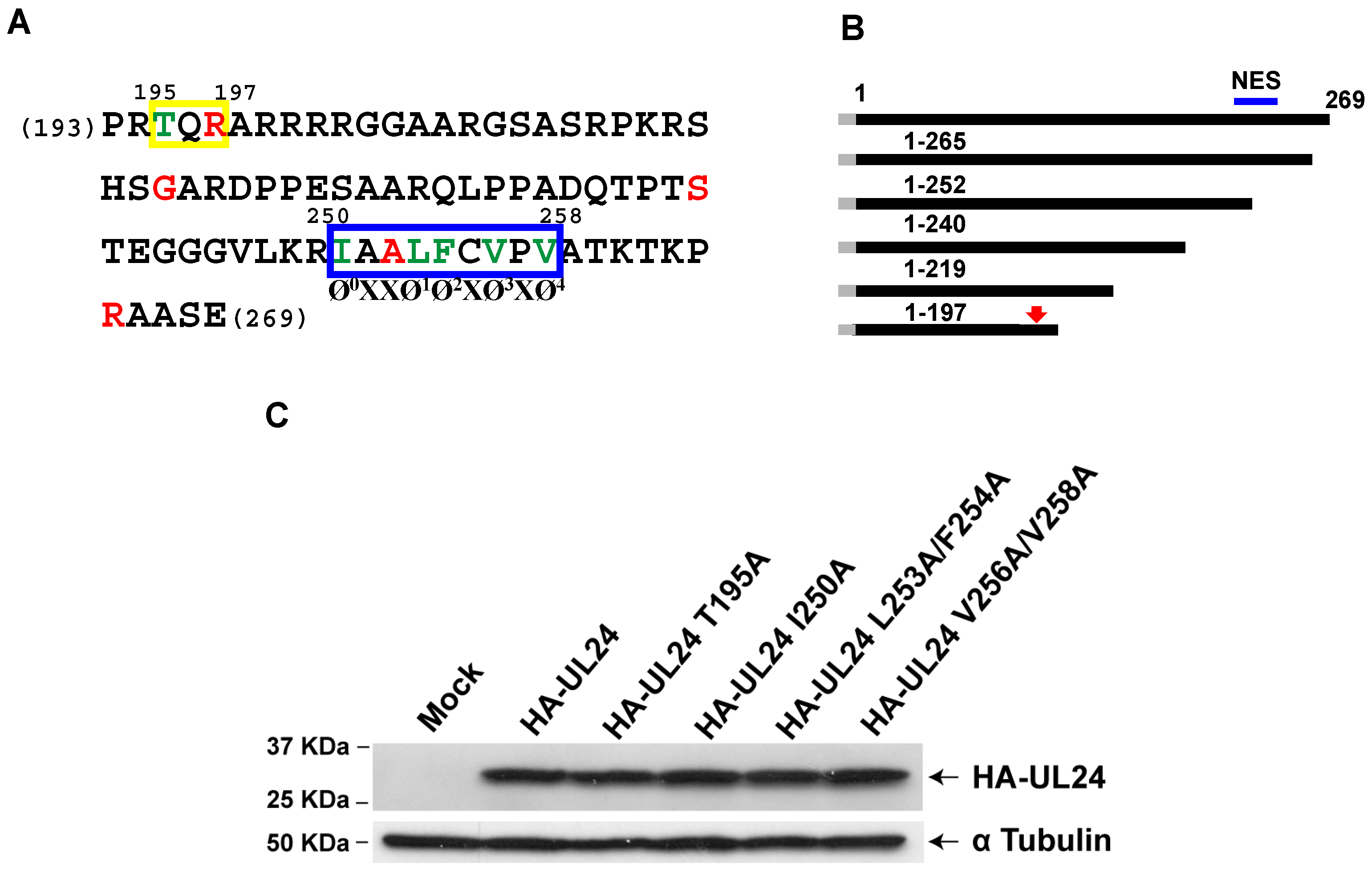 Viruses 15 01971 g003