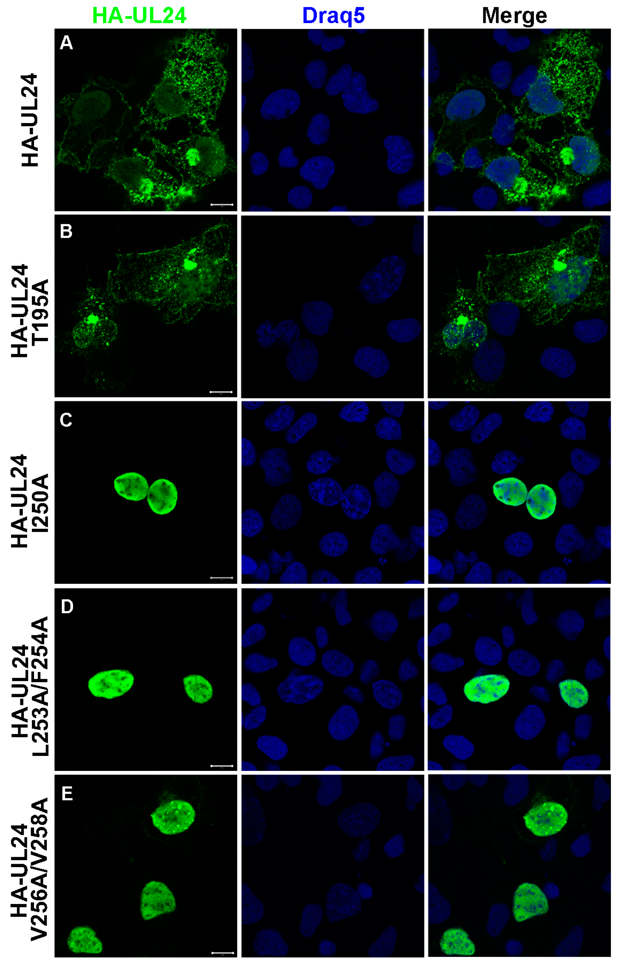 Viruses 15 01971 g004