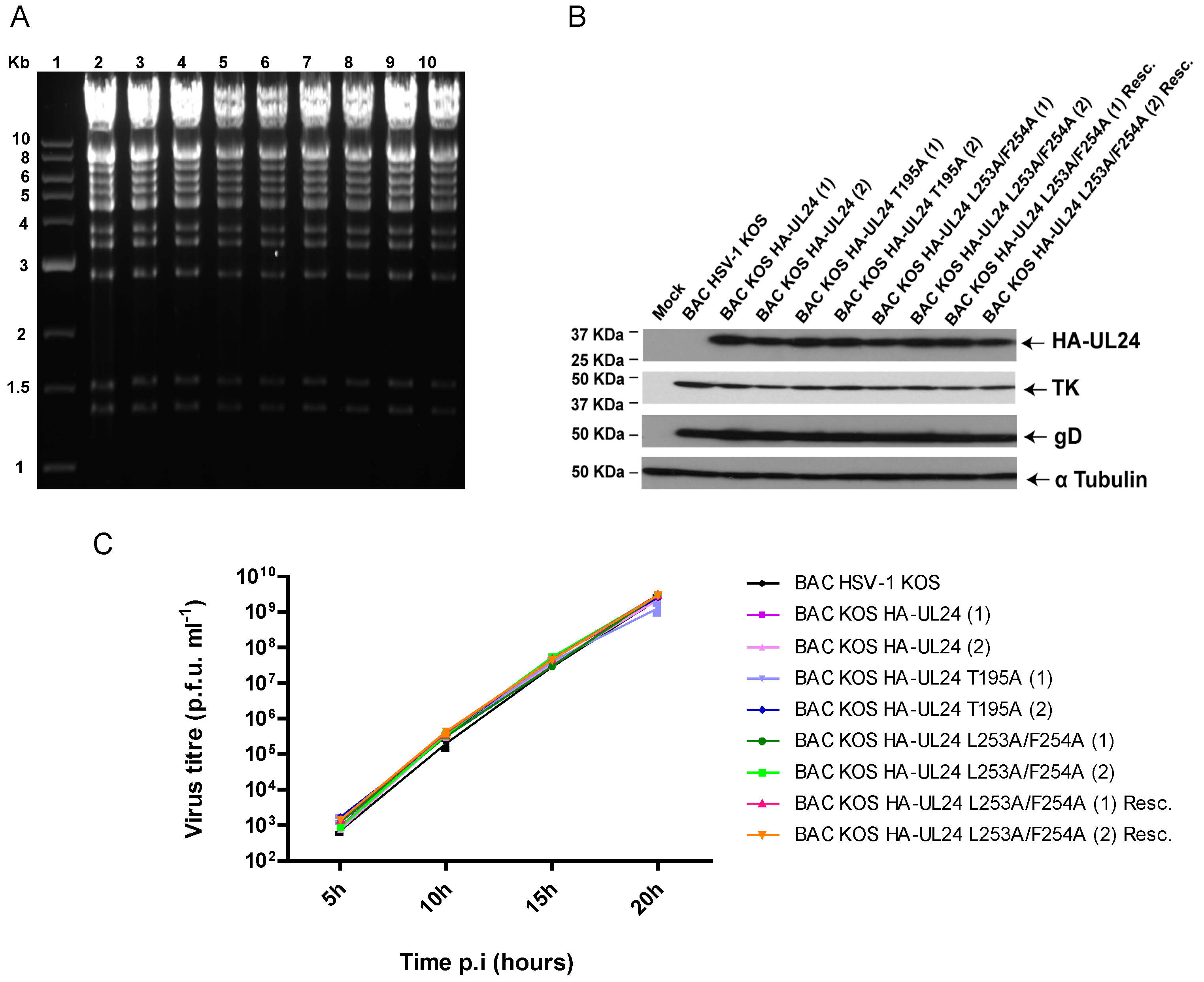 Viruses 15 01971 g006