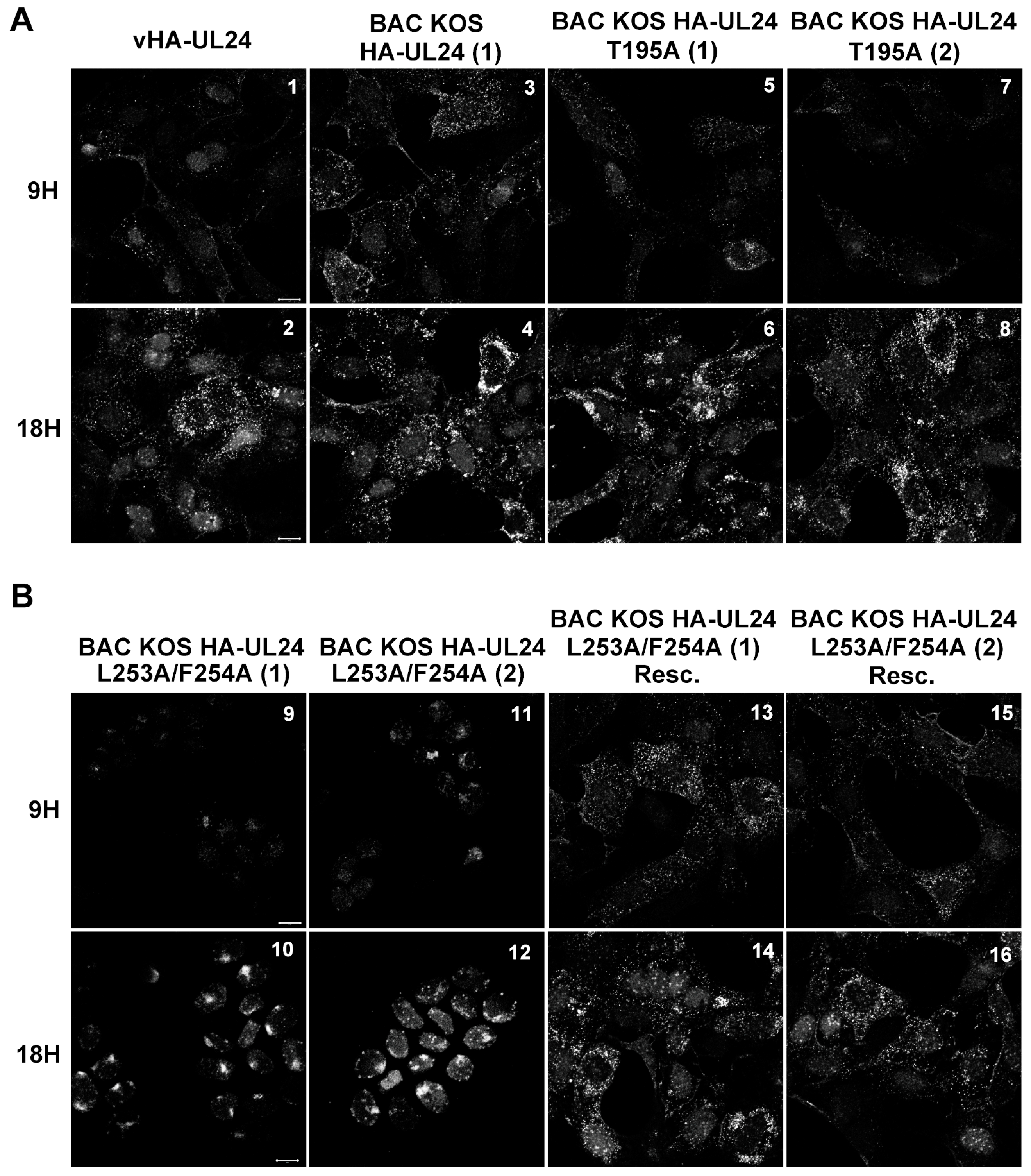 Viruses 15 01971 g008