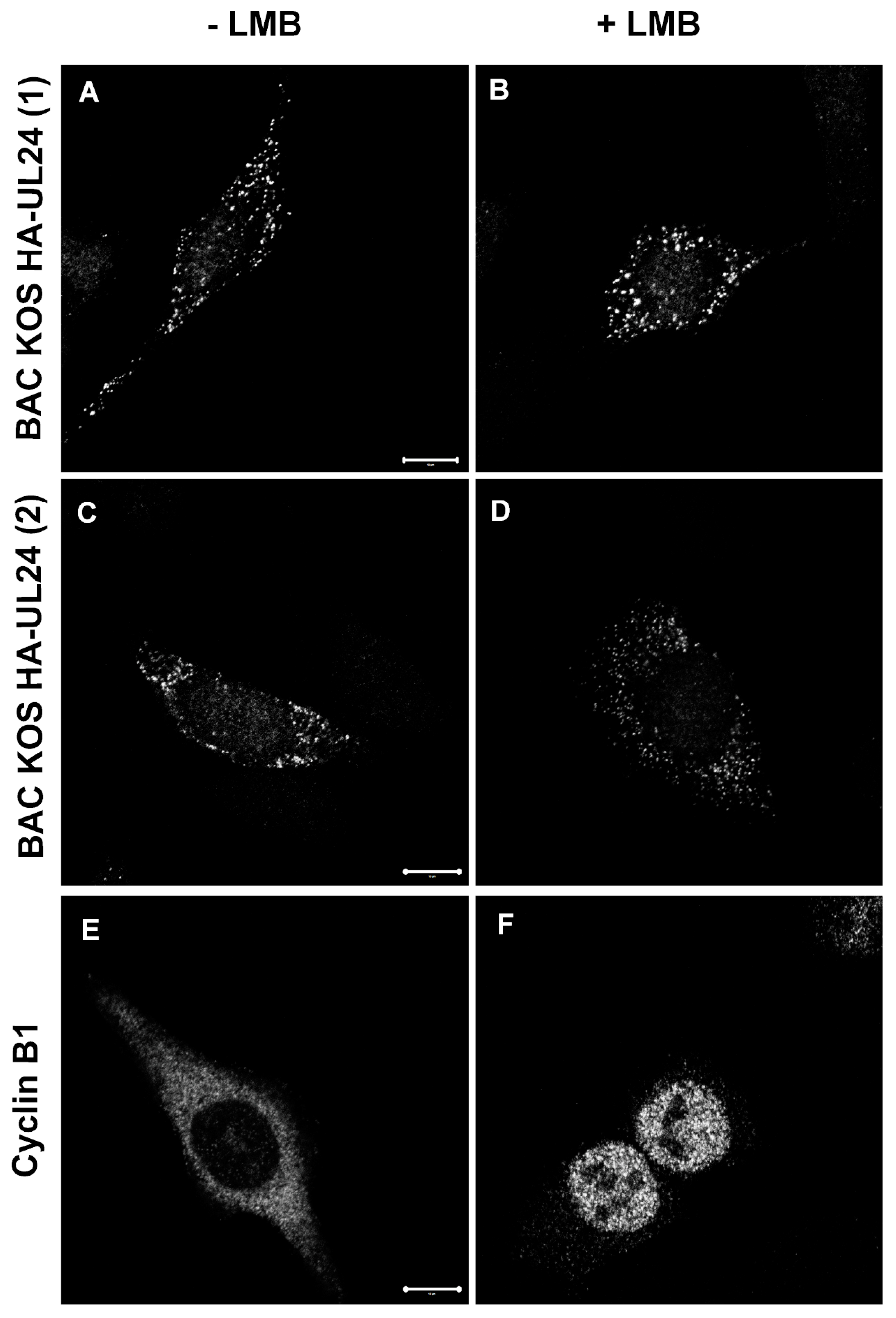 Viruses 15 01971 g009