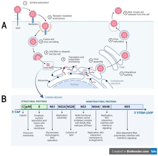 Viruses 15 01973 g001