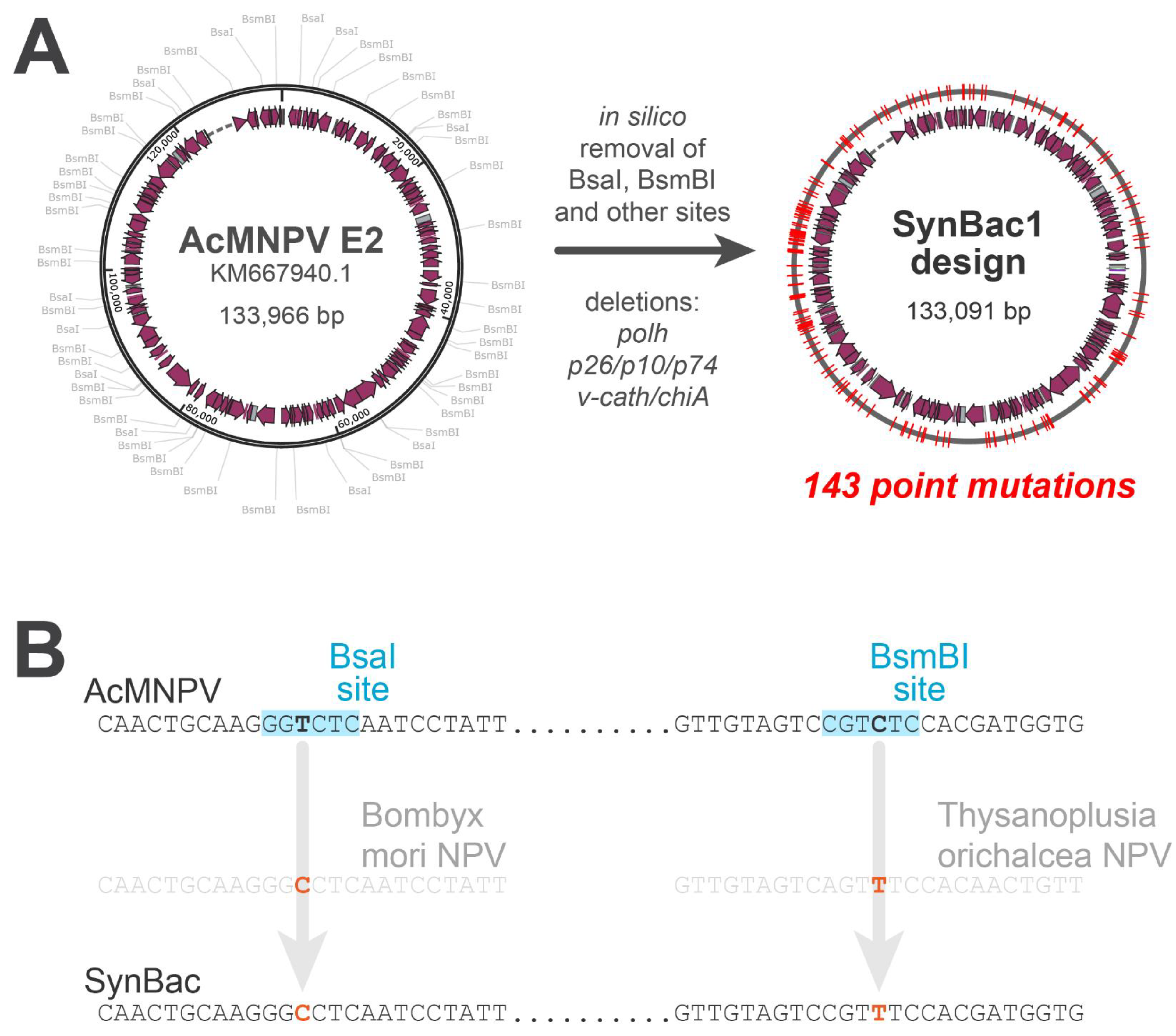 Viruses 15 01981 g001