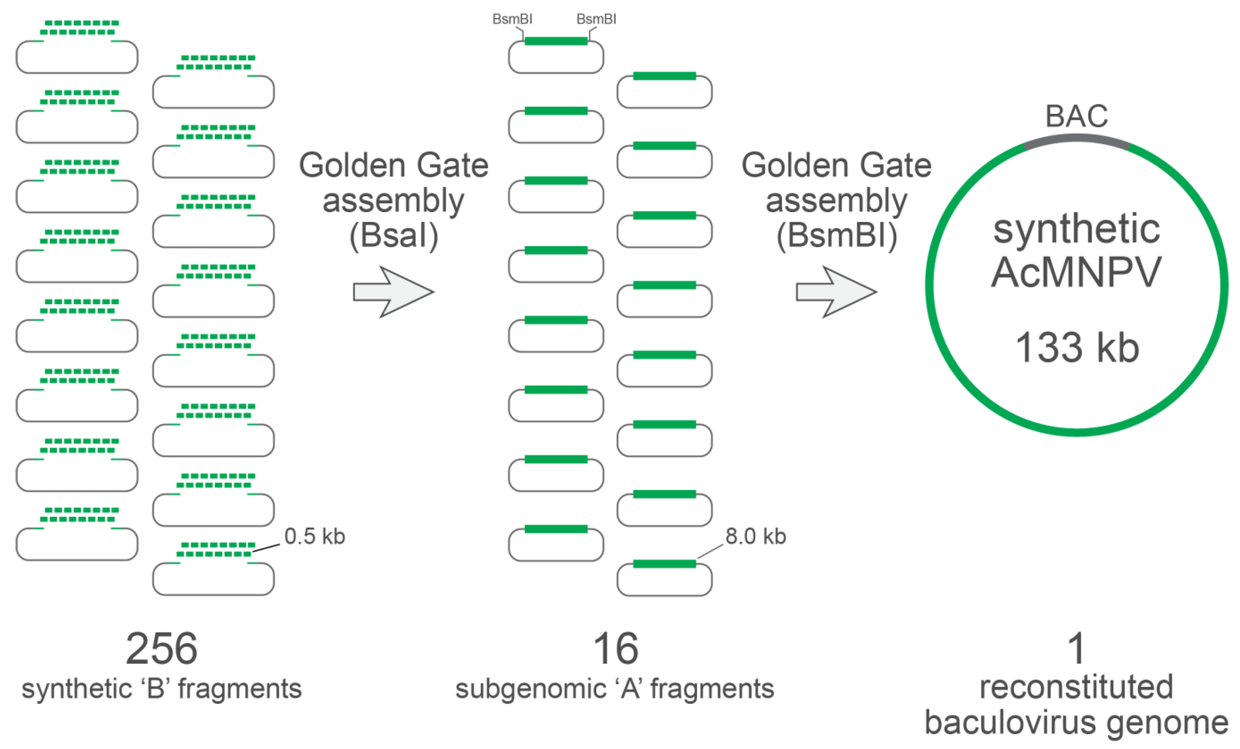 Viruses 15 01981 g003
