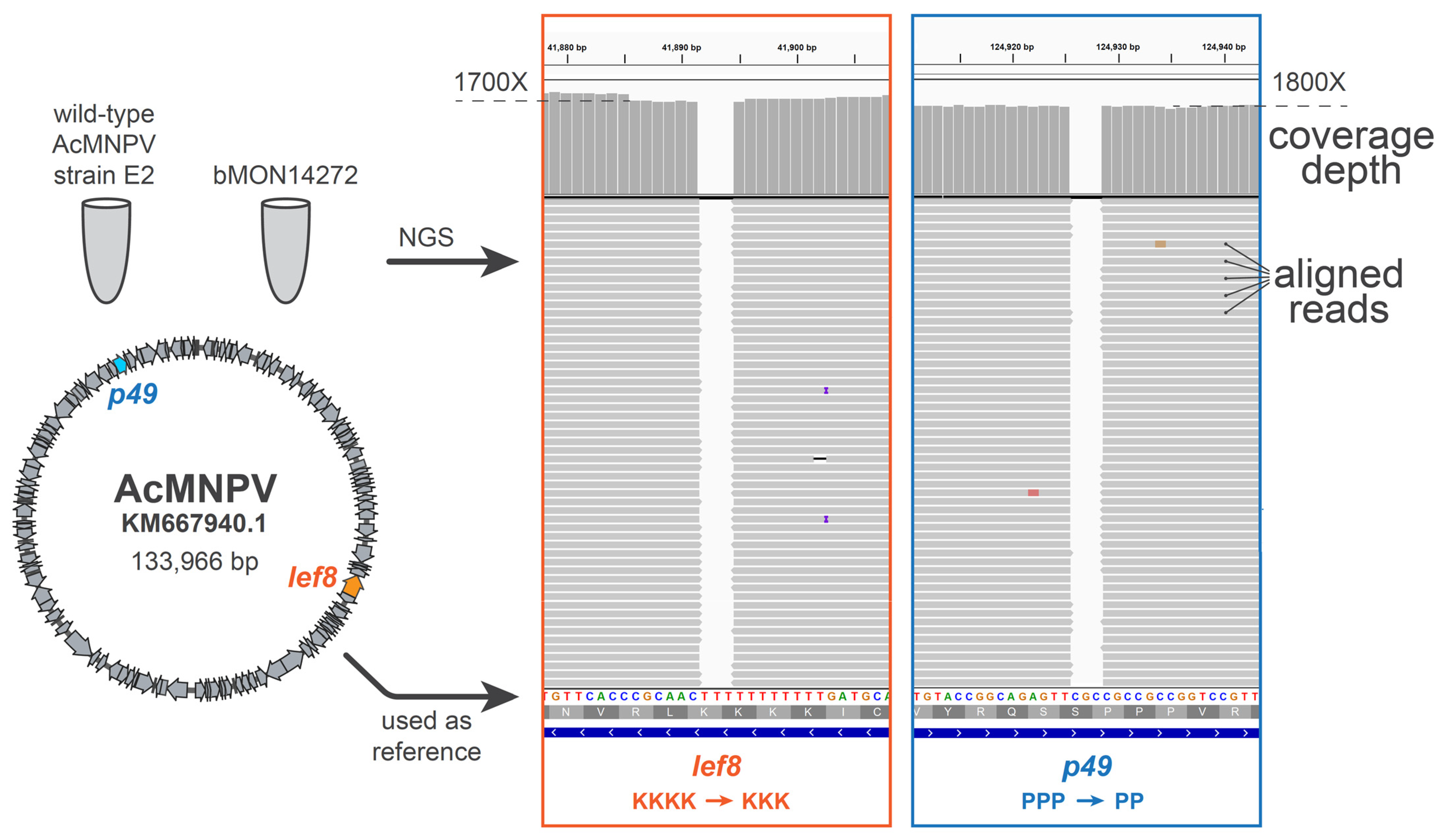 Viruses 15 01981 g006