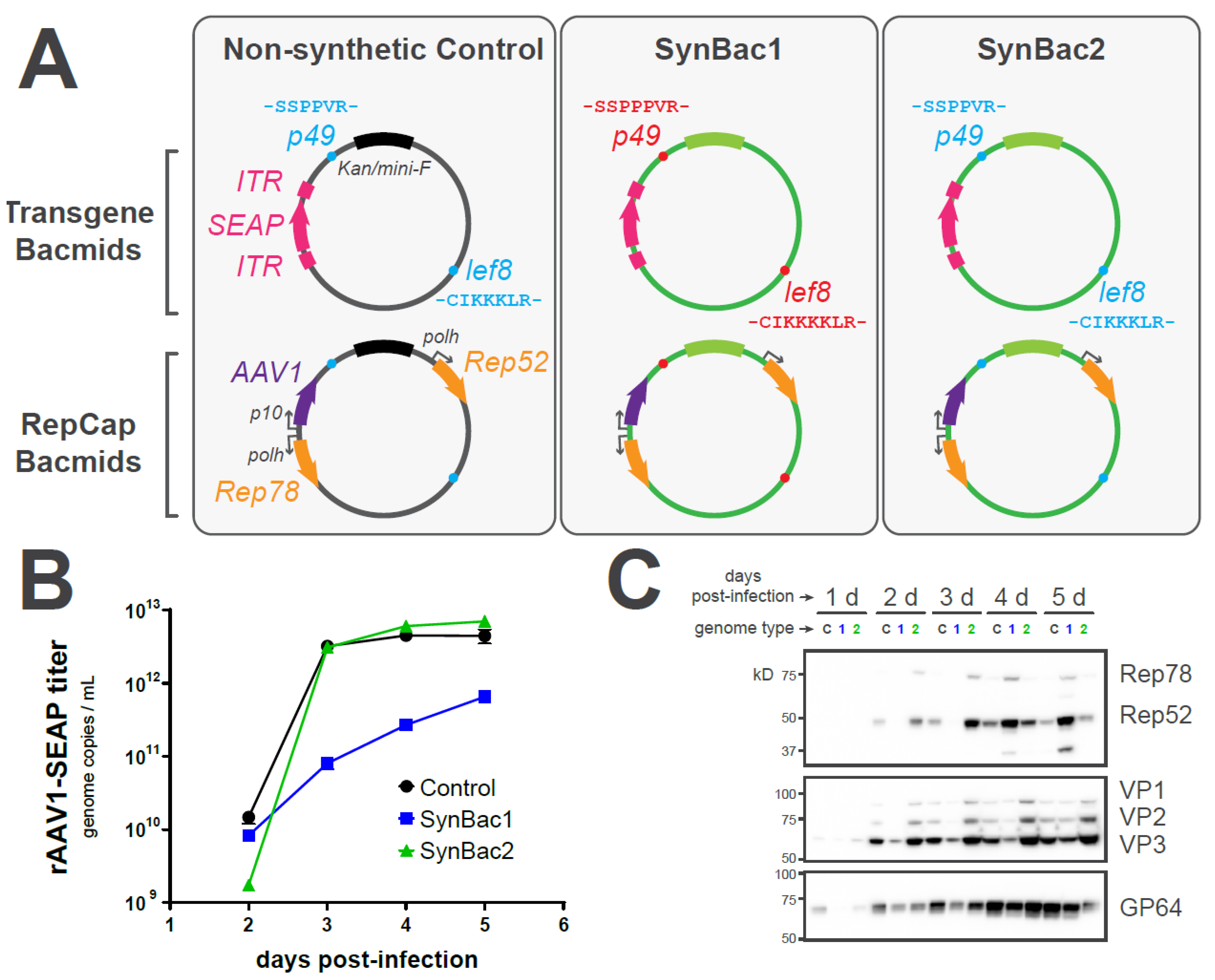 Viruses 15 01981 g008