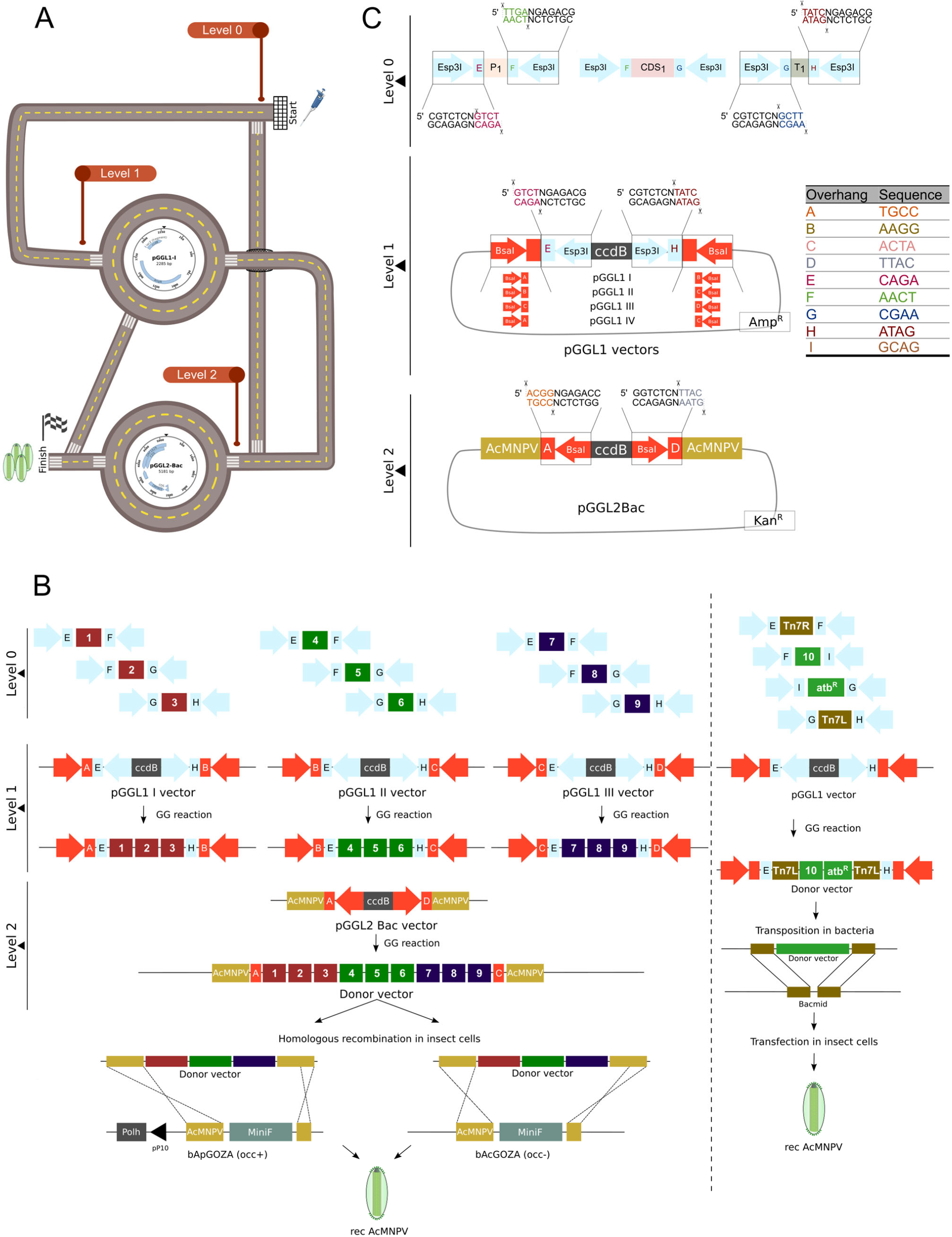 Viruses 15 01984 g001