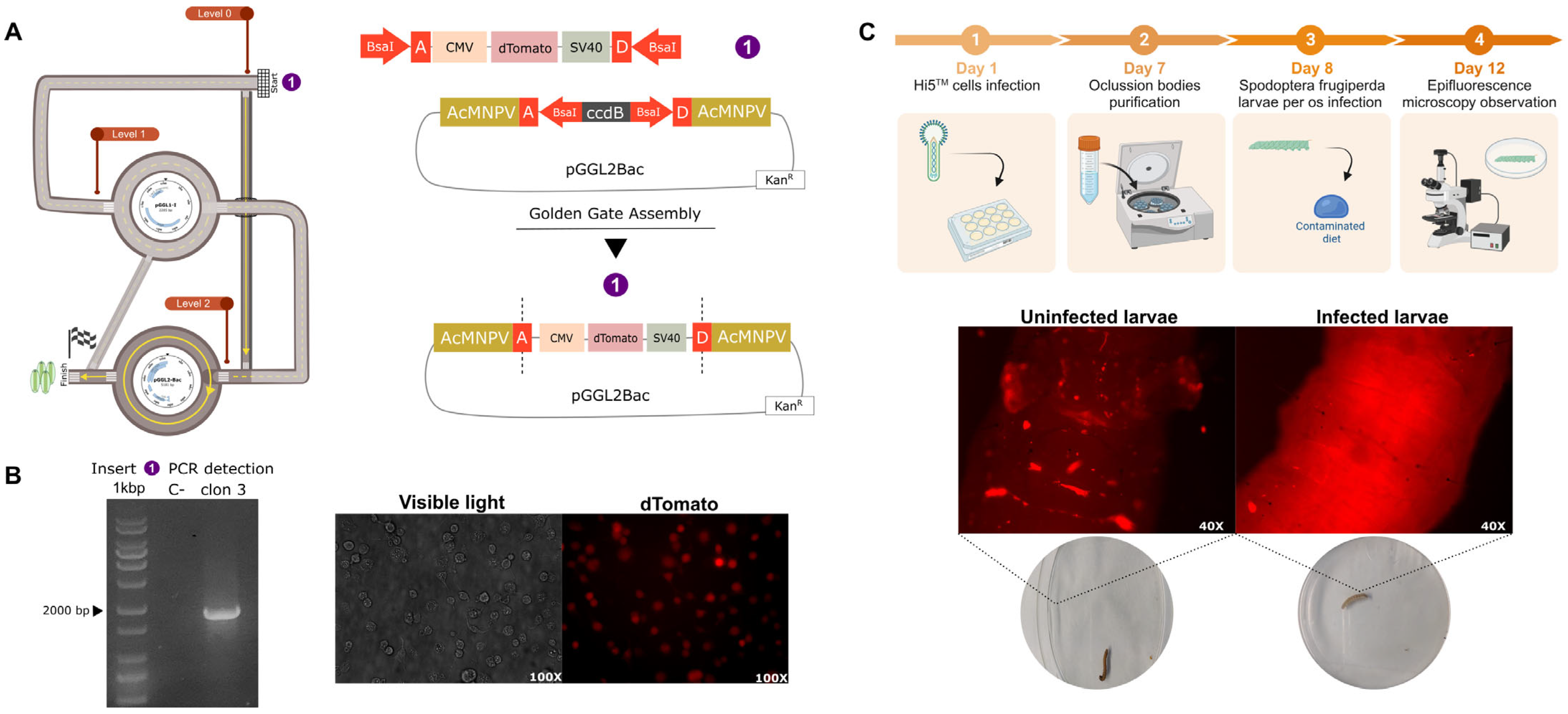 Viruses 15 01984 g002