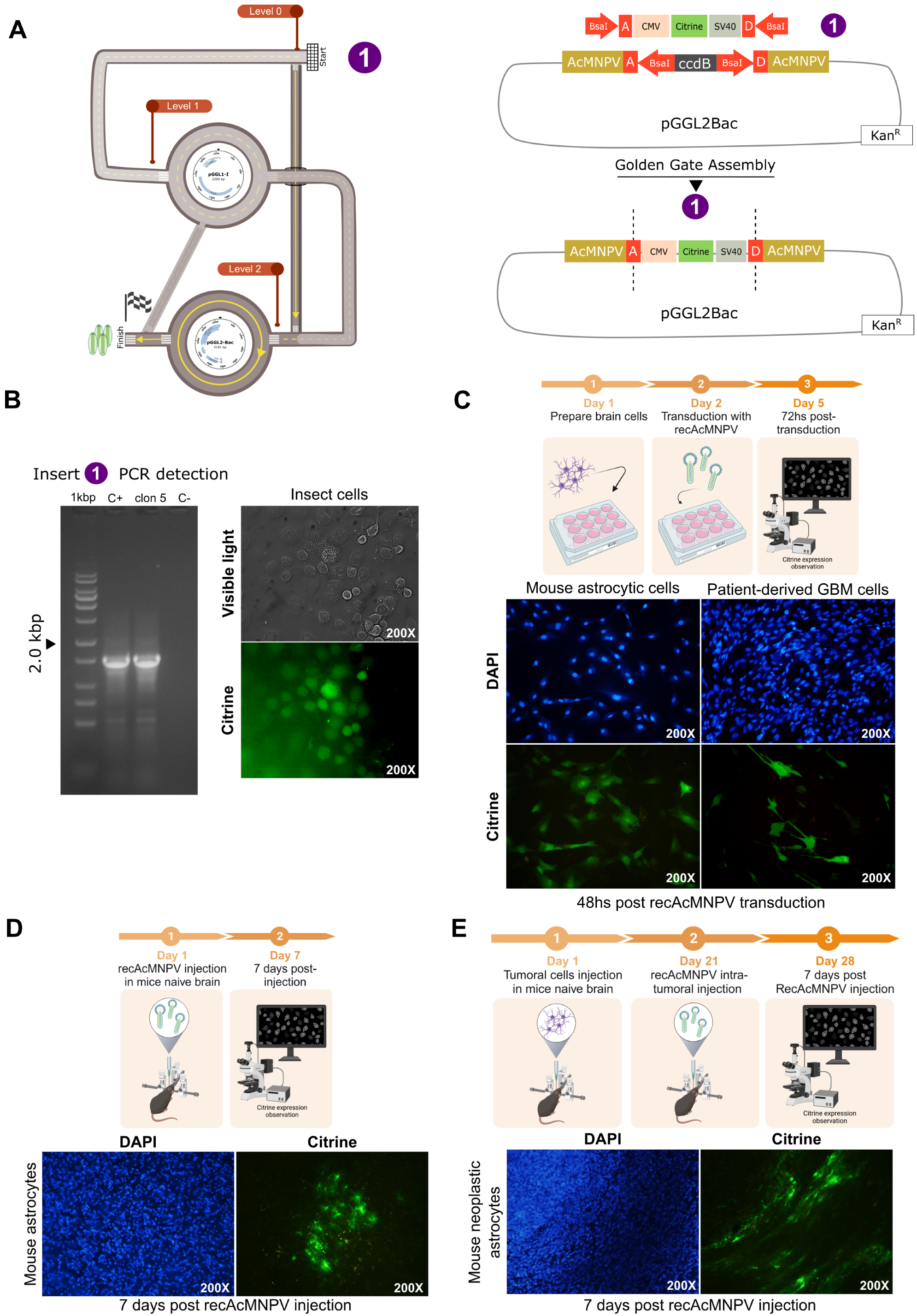 Viruses 15 01984 g003