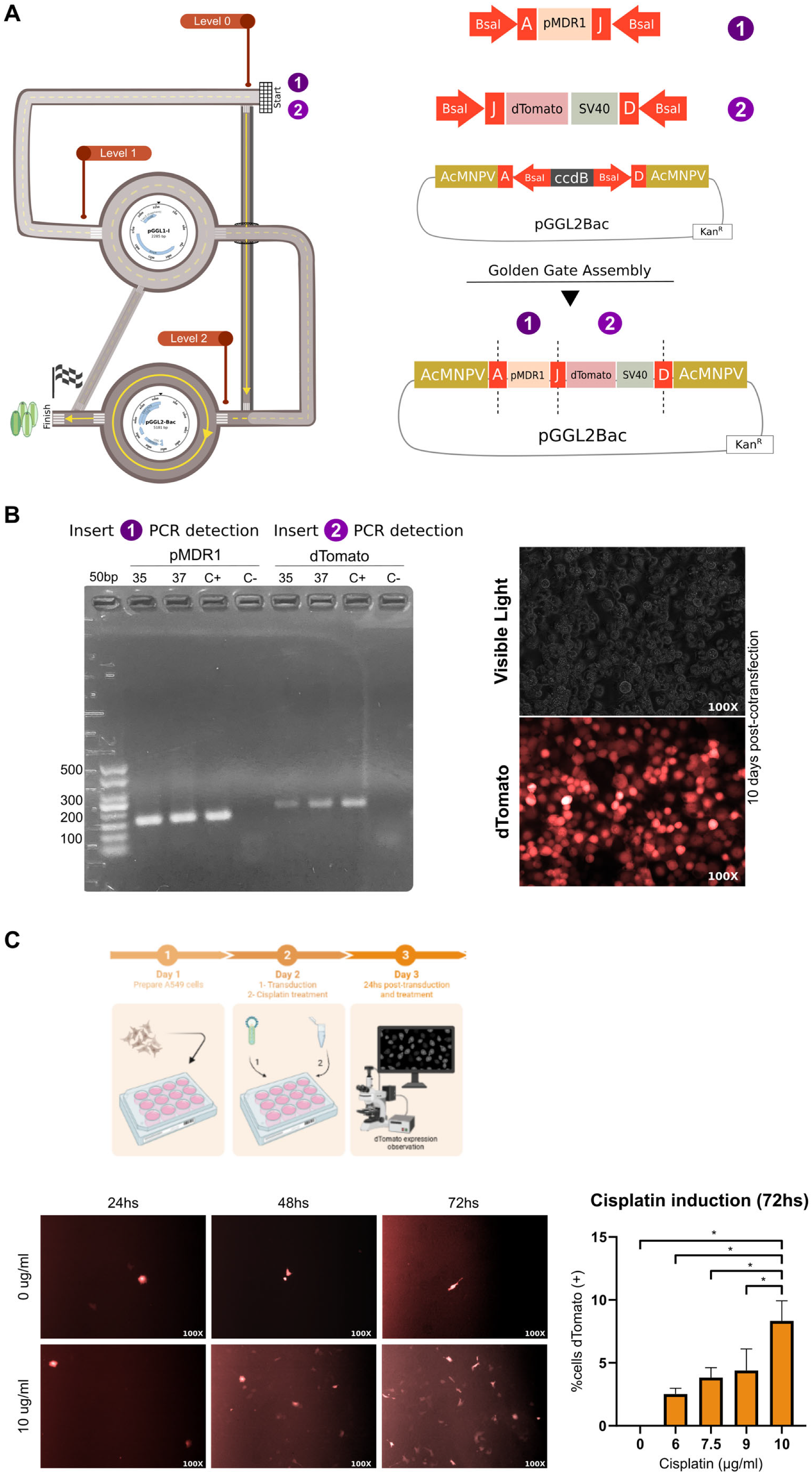 Viruses 15 01984 g004