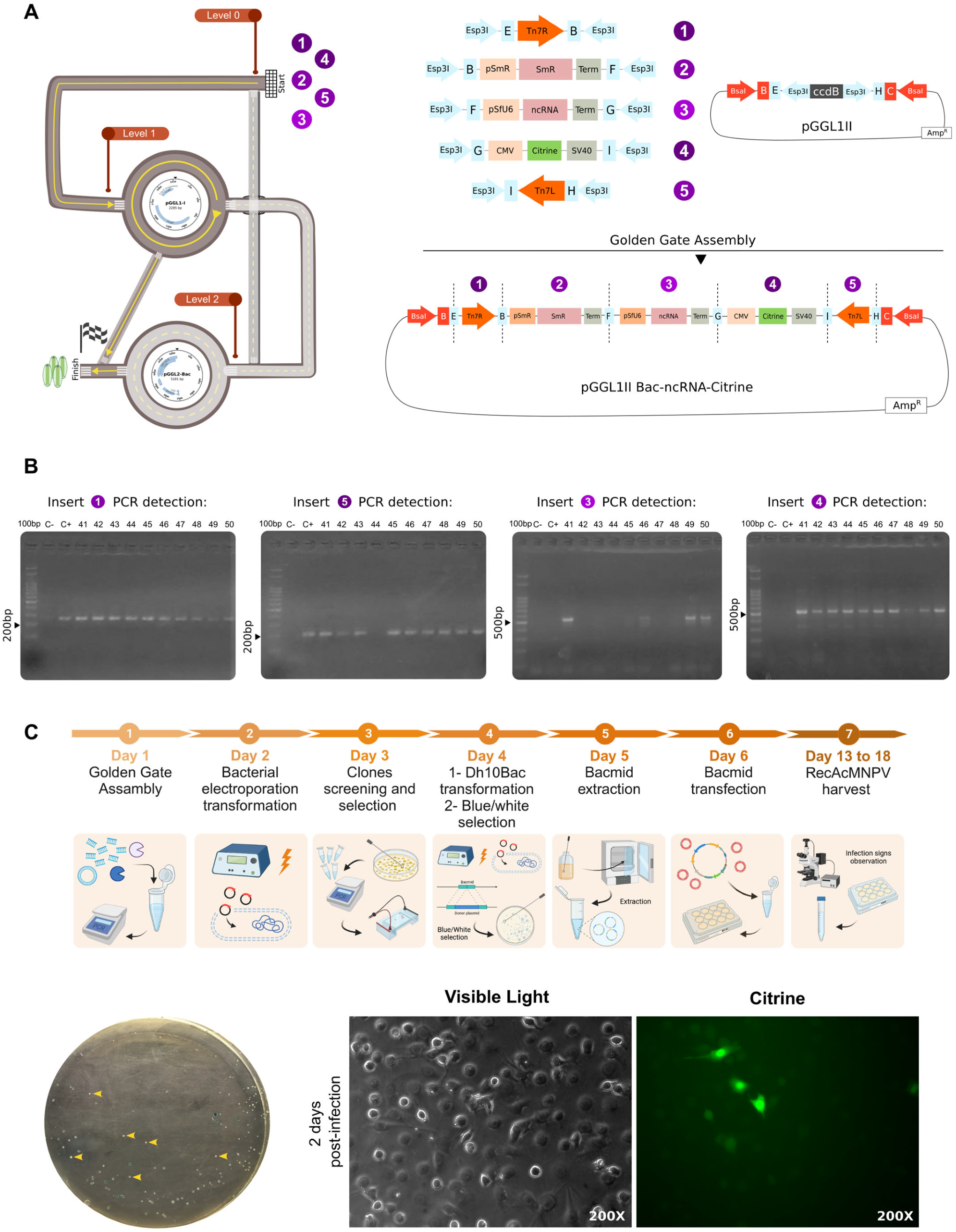 Viruses 15 01984 g005