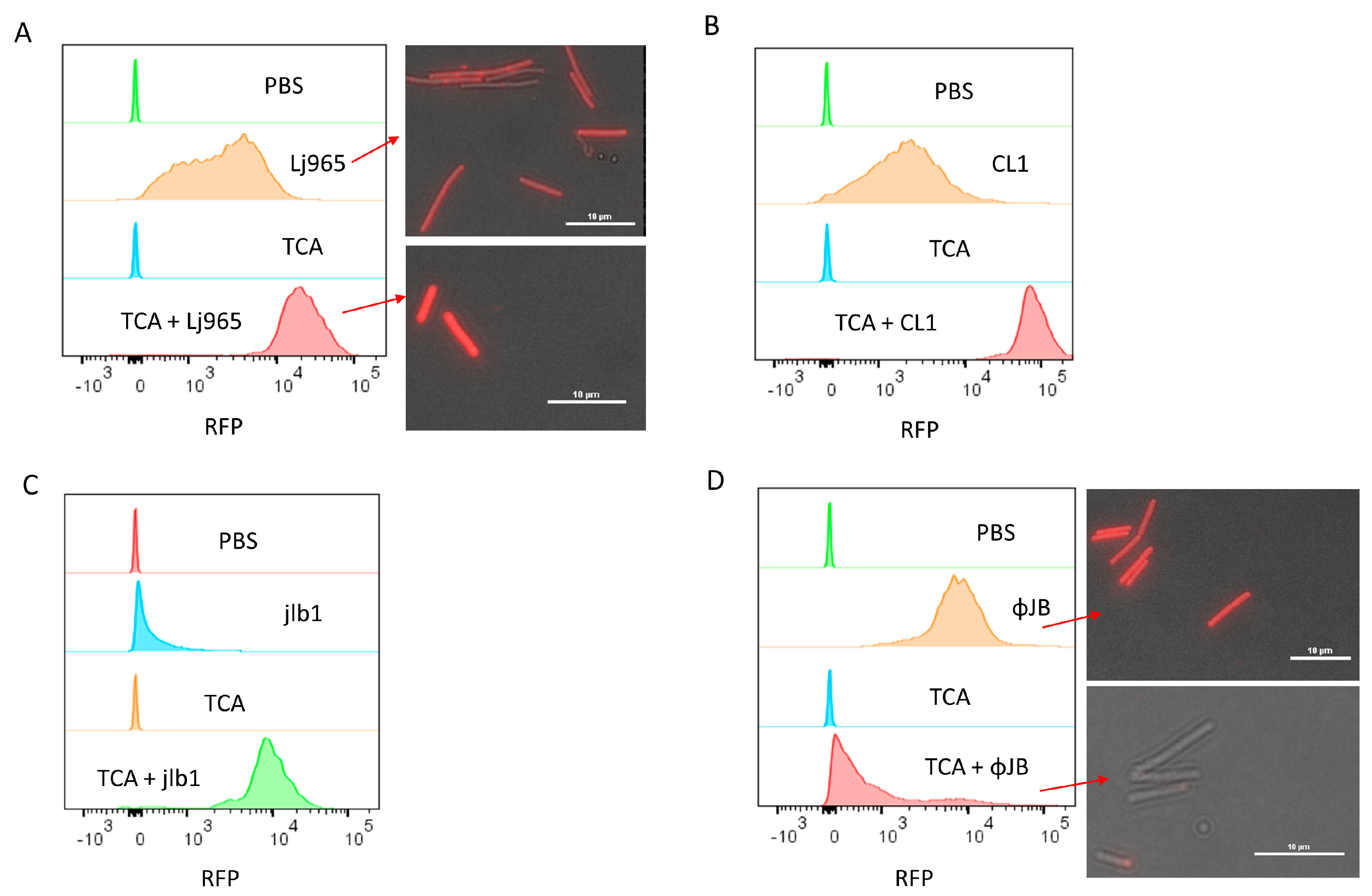 Viruses 15 01986 g003