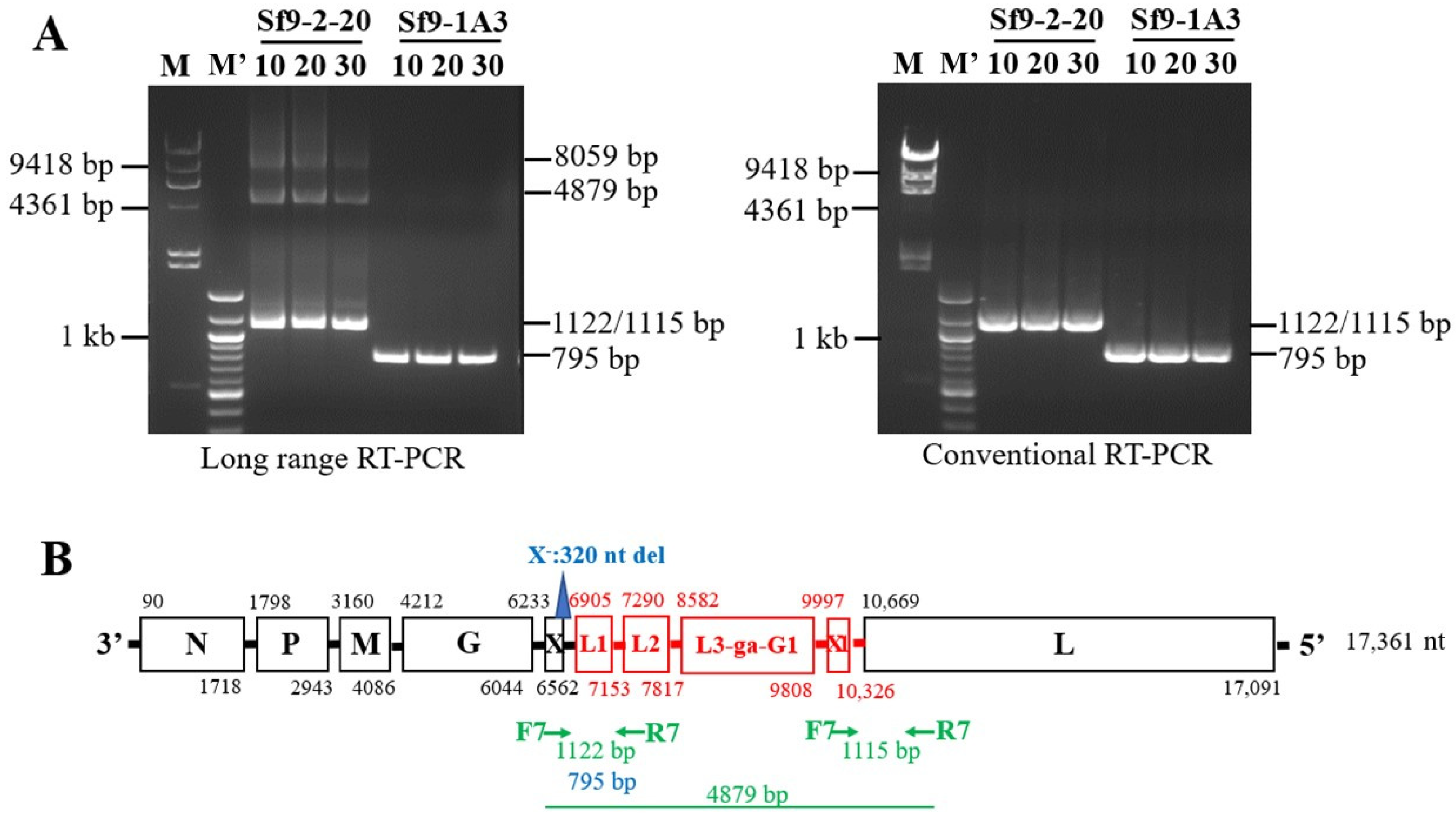 Viruses 15 01998 g003