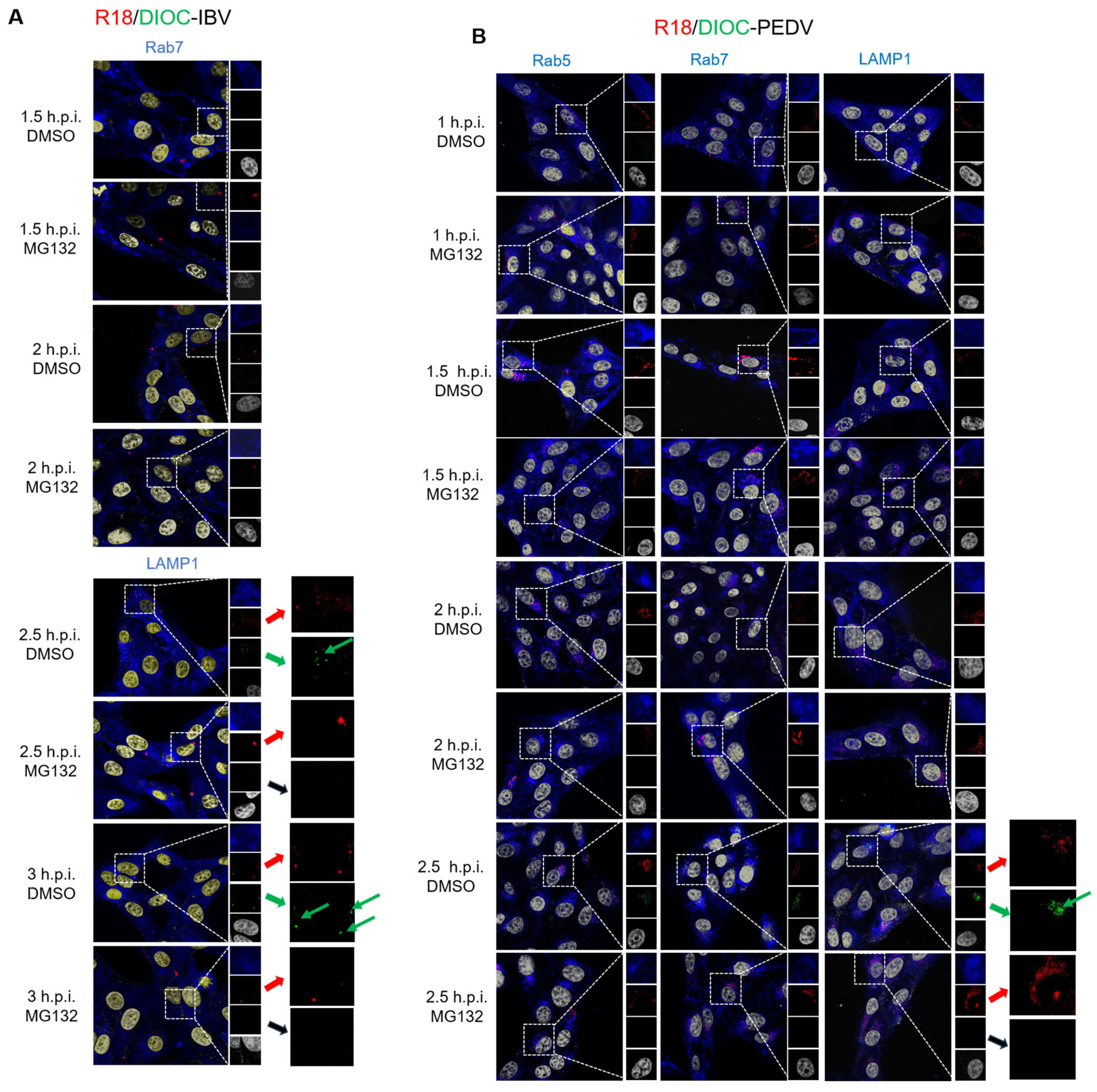 Viruses 15 02001 g005