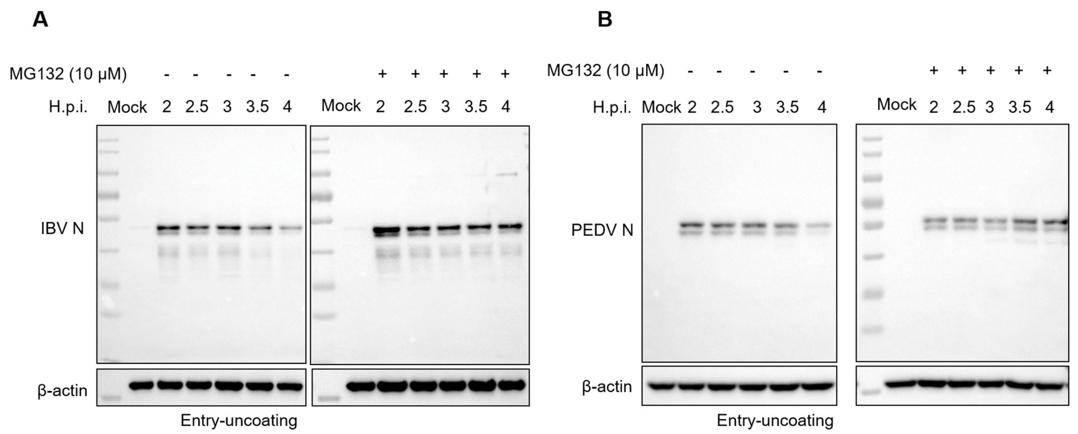 Viruses 15 02001 g006