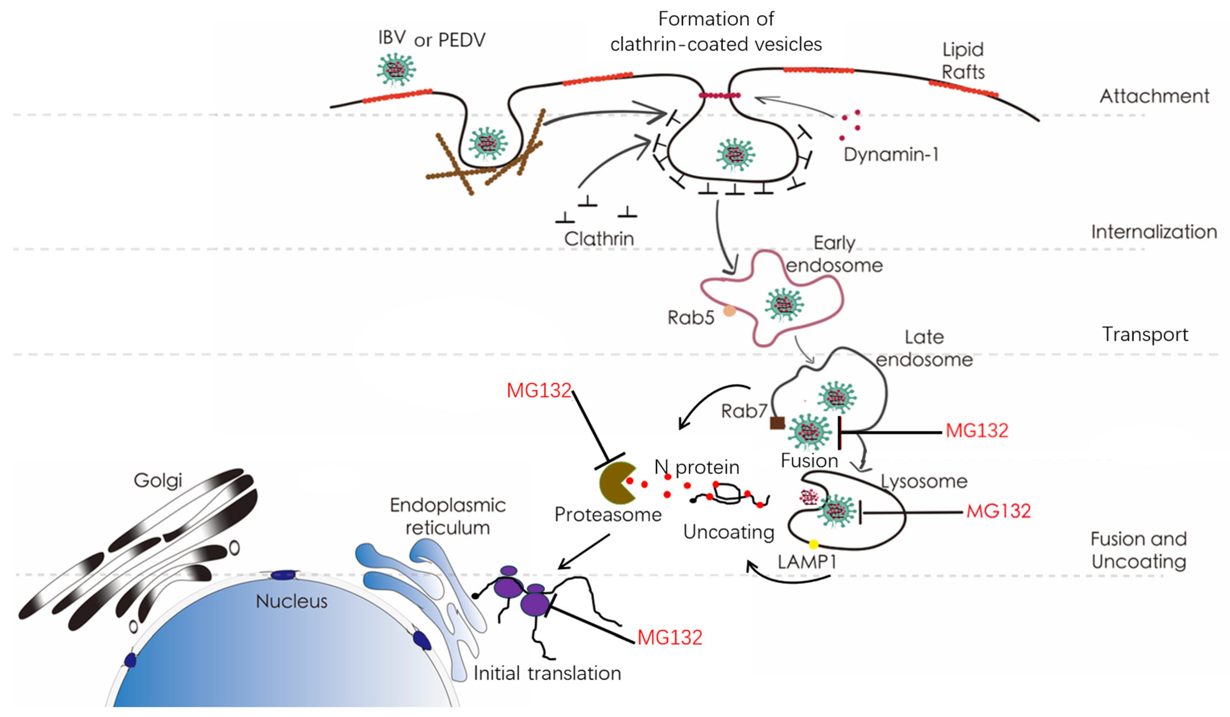 Viruses 15 02001 g009