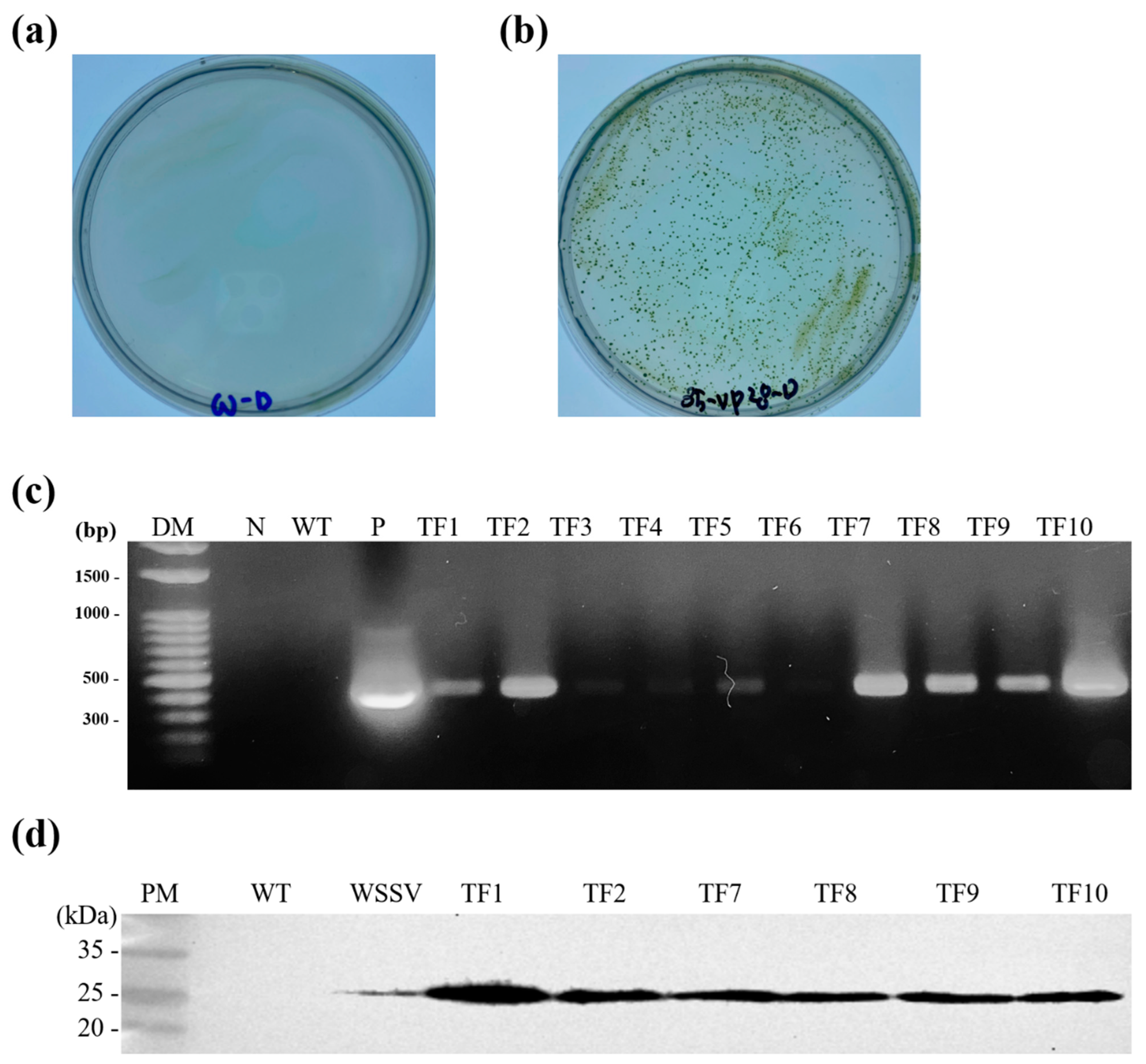 Viruses 15 02010 g002