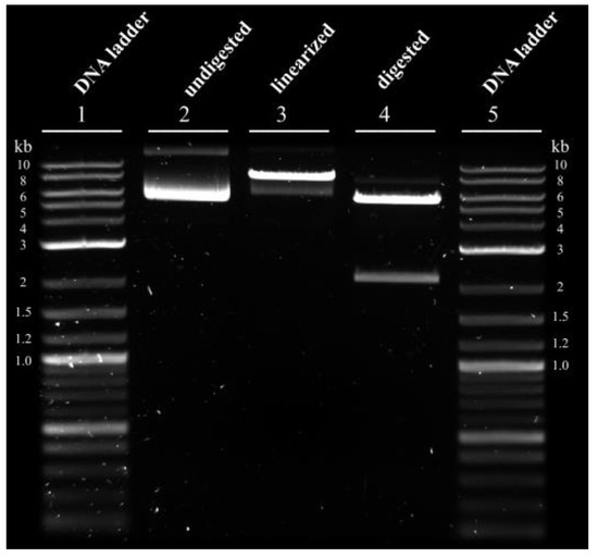 Viruses 15 02013 g0a2