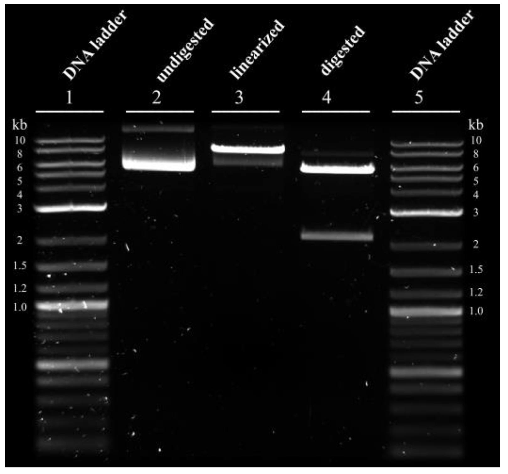 Viruses 15 02013 g0a2 Viruses 15 02013 g0a2