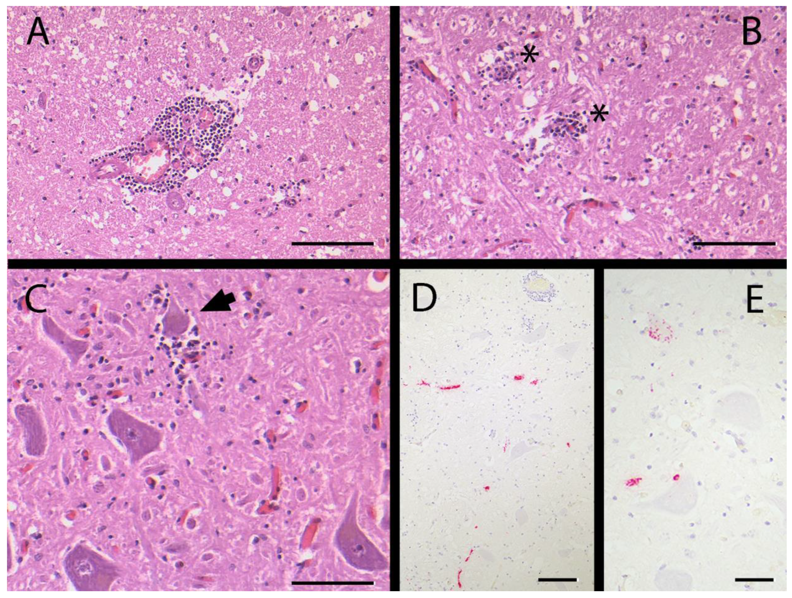 Viruses 15 02022 g001
