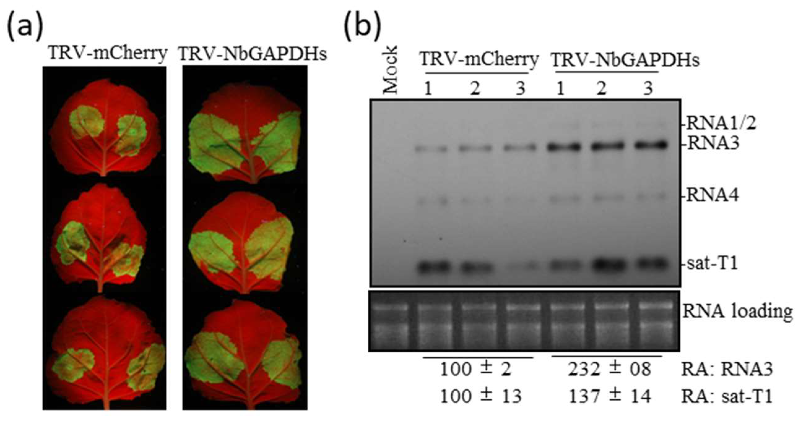 Viruses 15 02039 g006