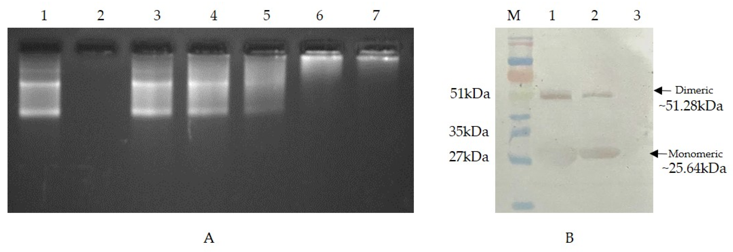 Viruses 15 02069 g002