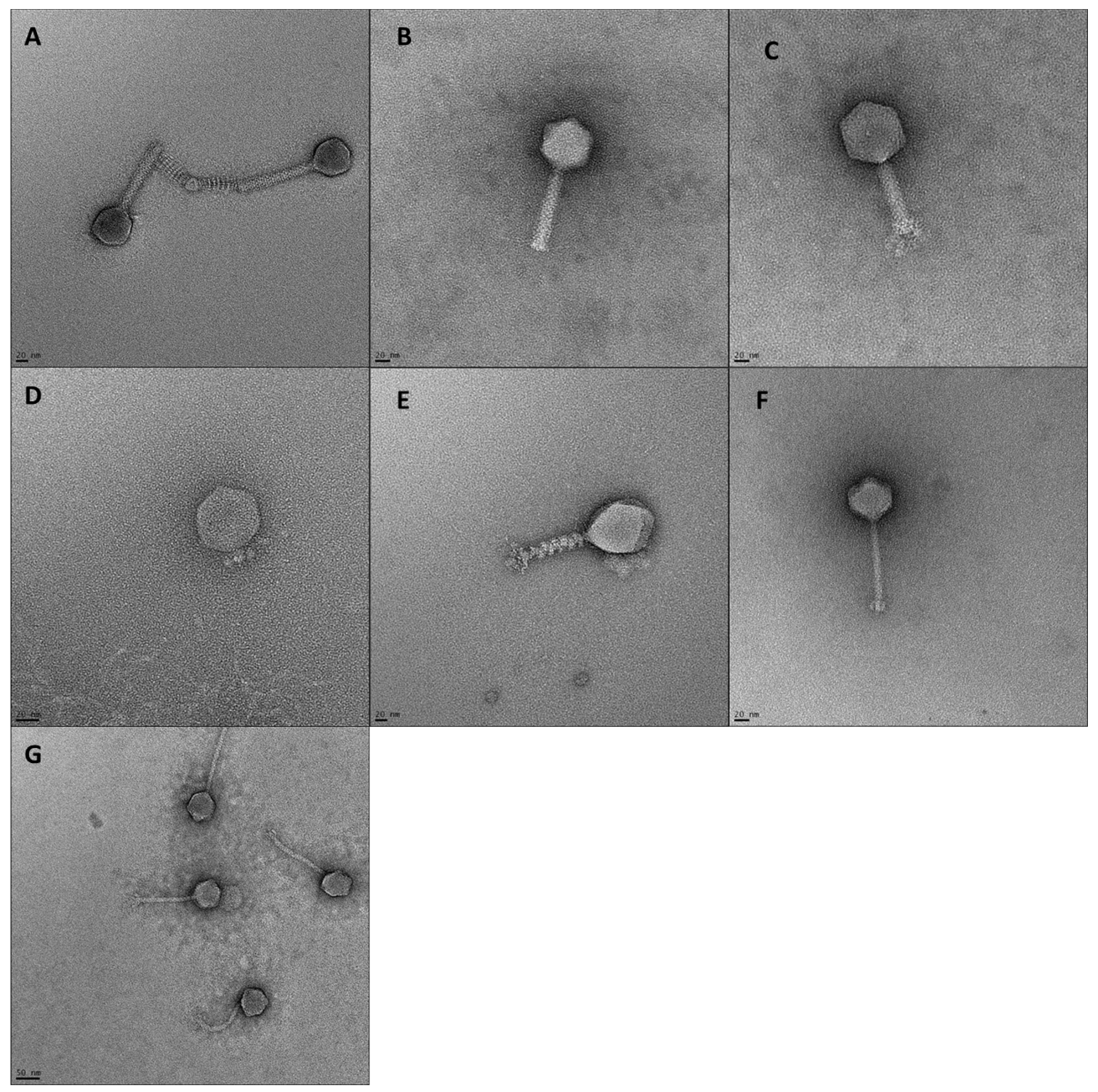 Viruses 15 02095 g003