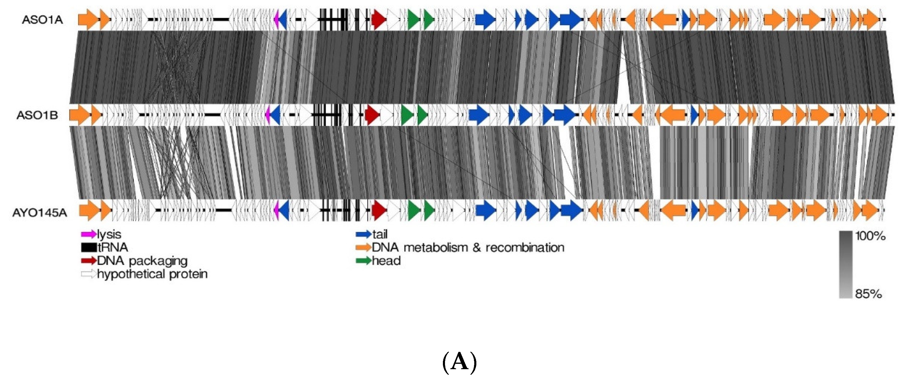 Viruses 15 02095 g004a