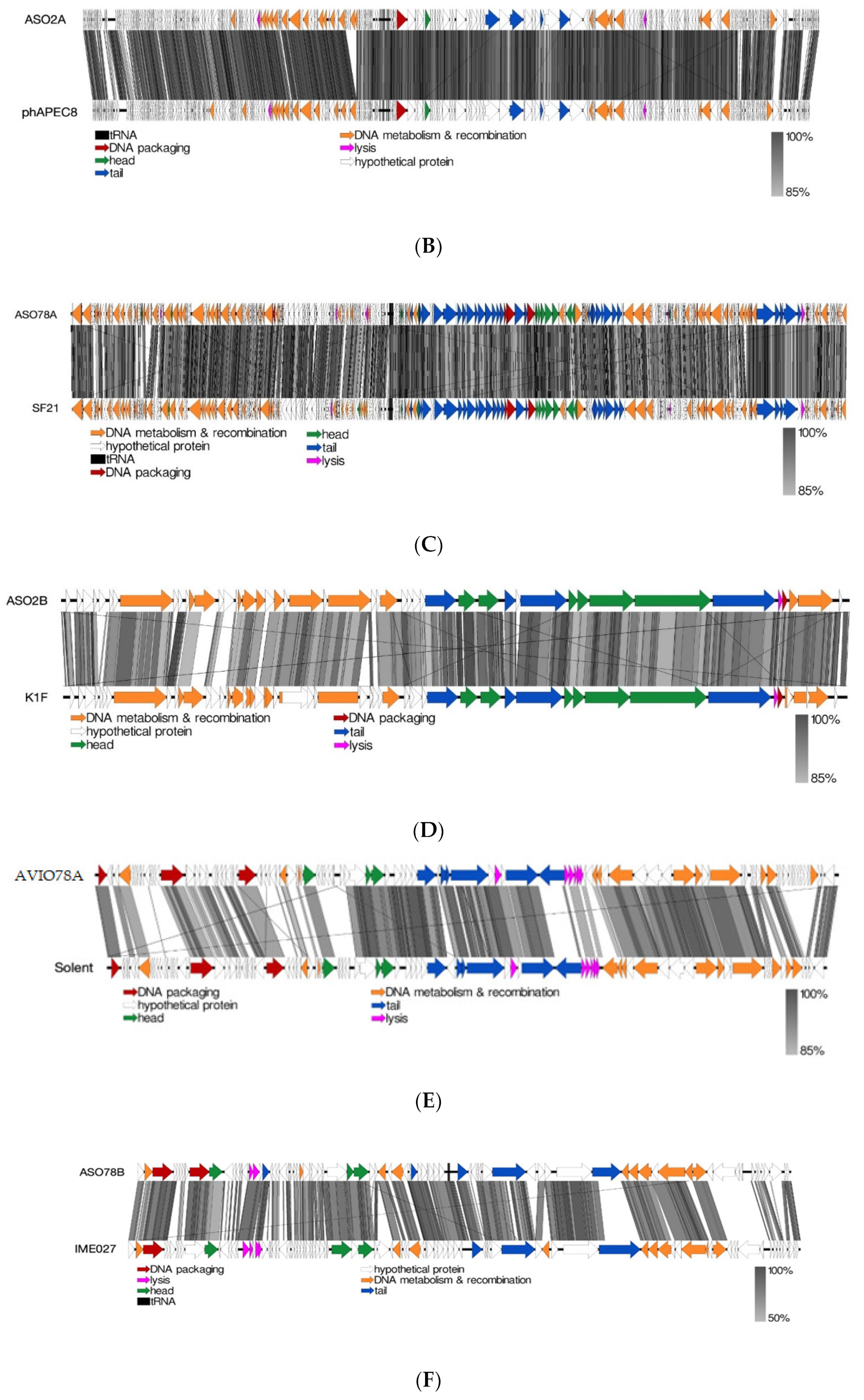 Viruses 15 02095 g004b