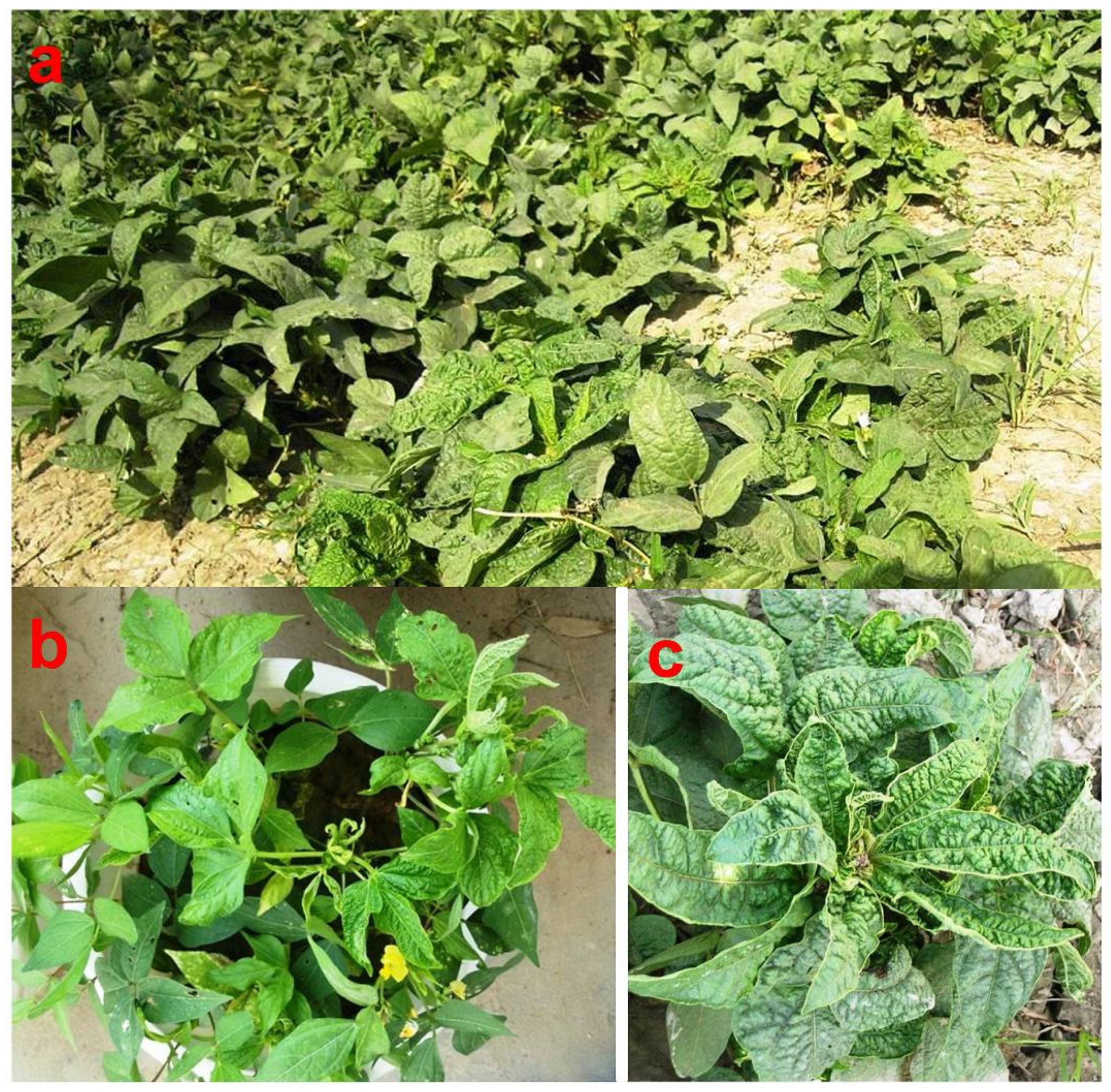 Viruses 15 02120 g002