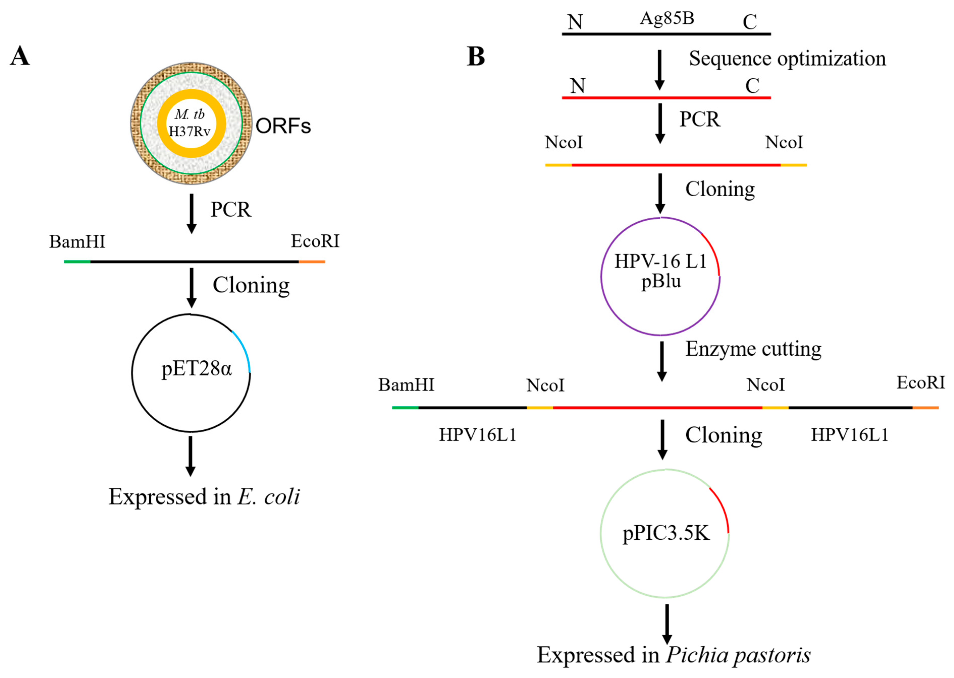 Viruses 15 02123 g001