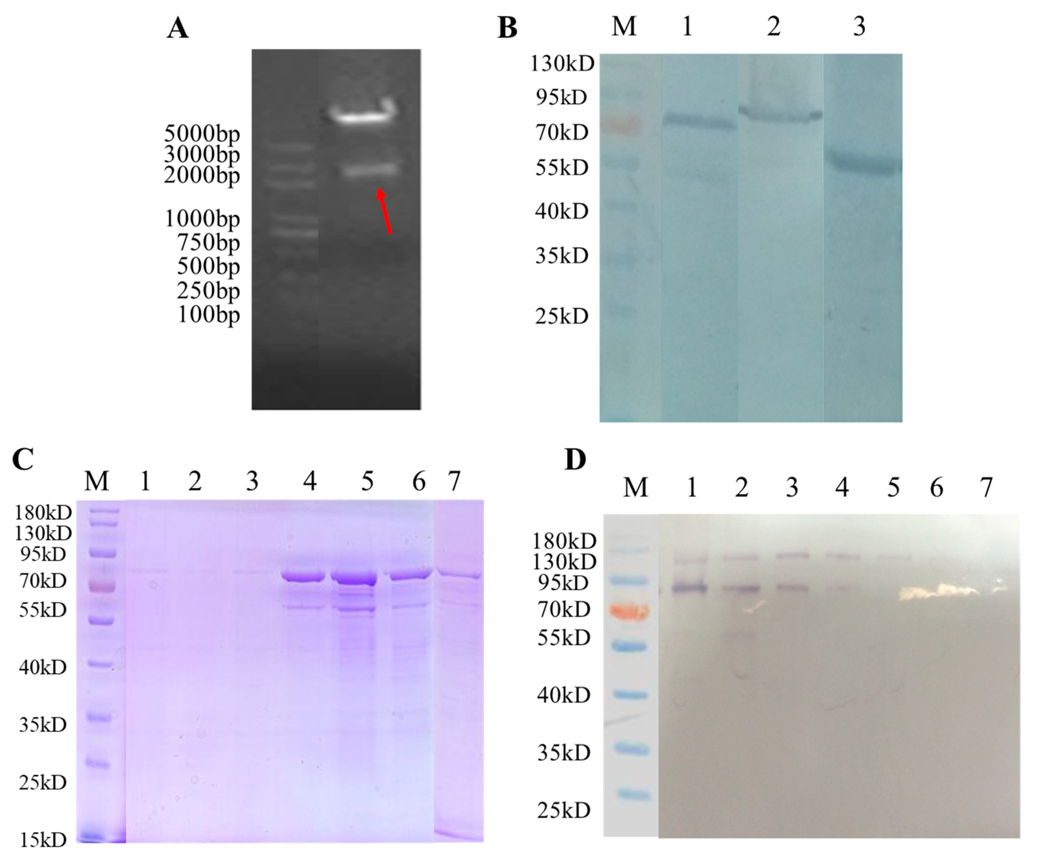 Viruses 15 02123 g004