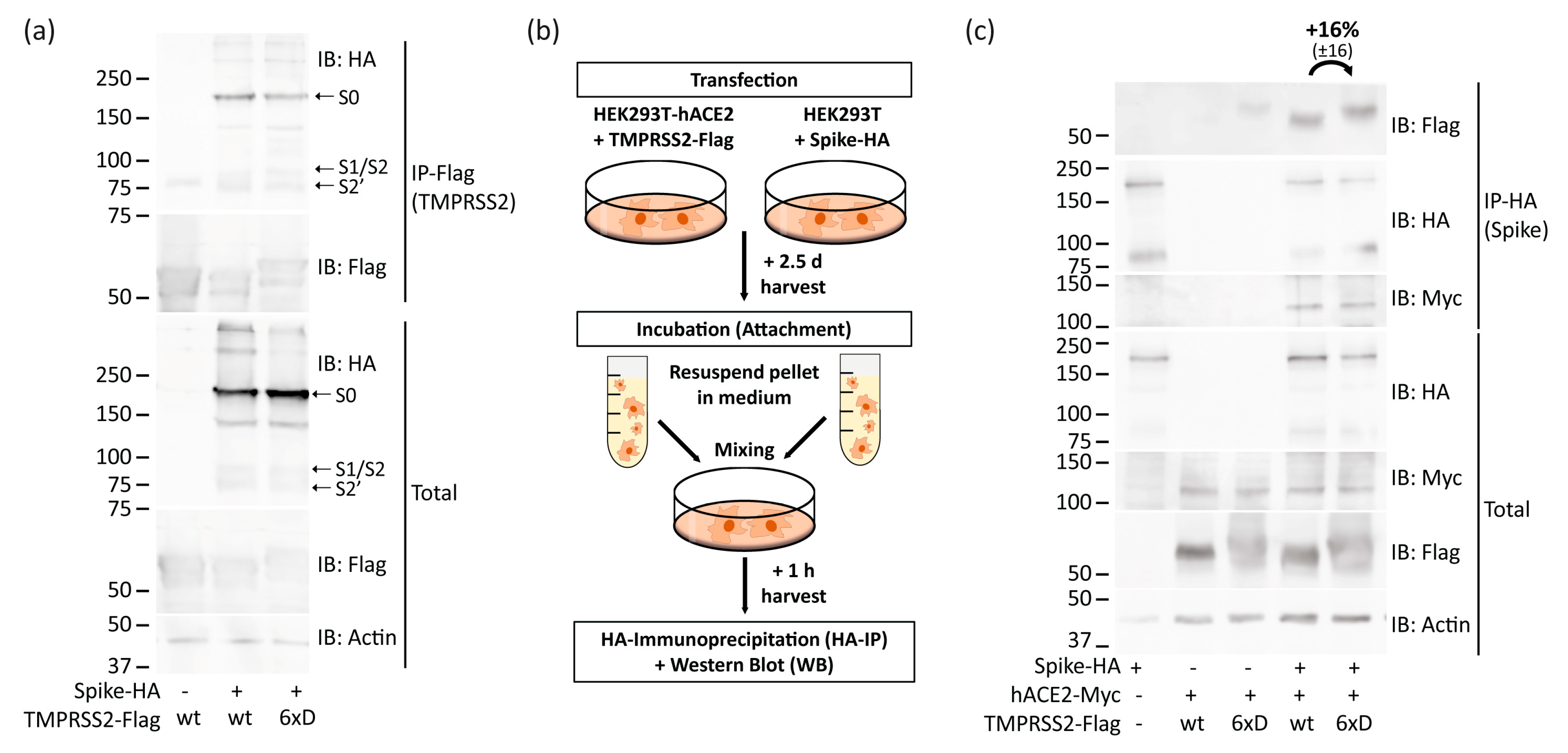 Viruses 15 02124 g004