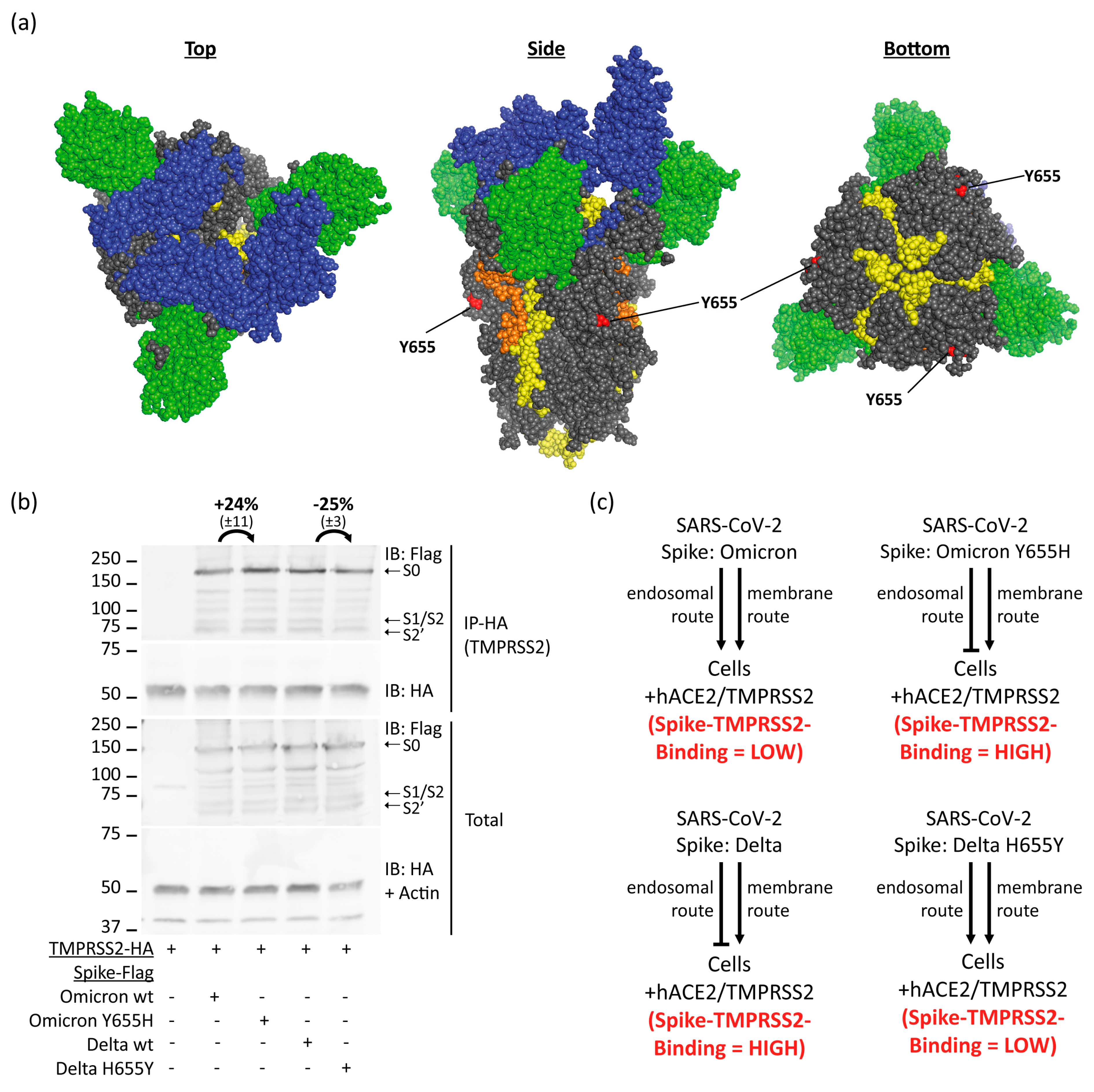 Viruses 15 02124 g005