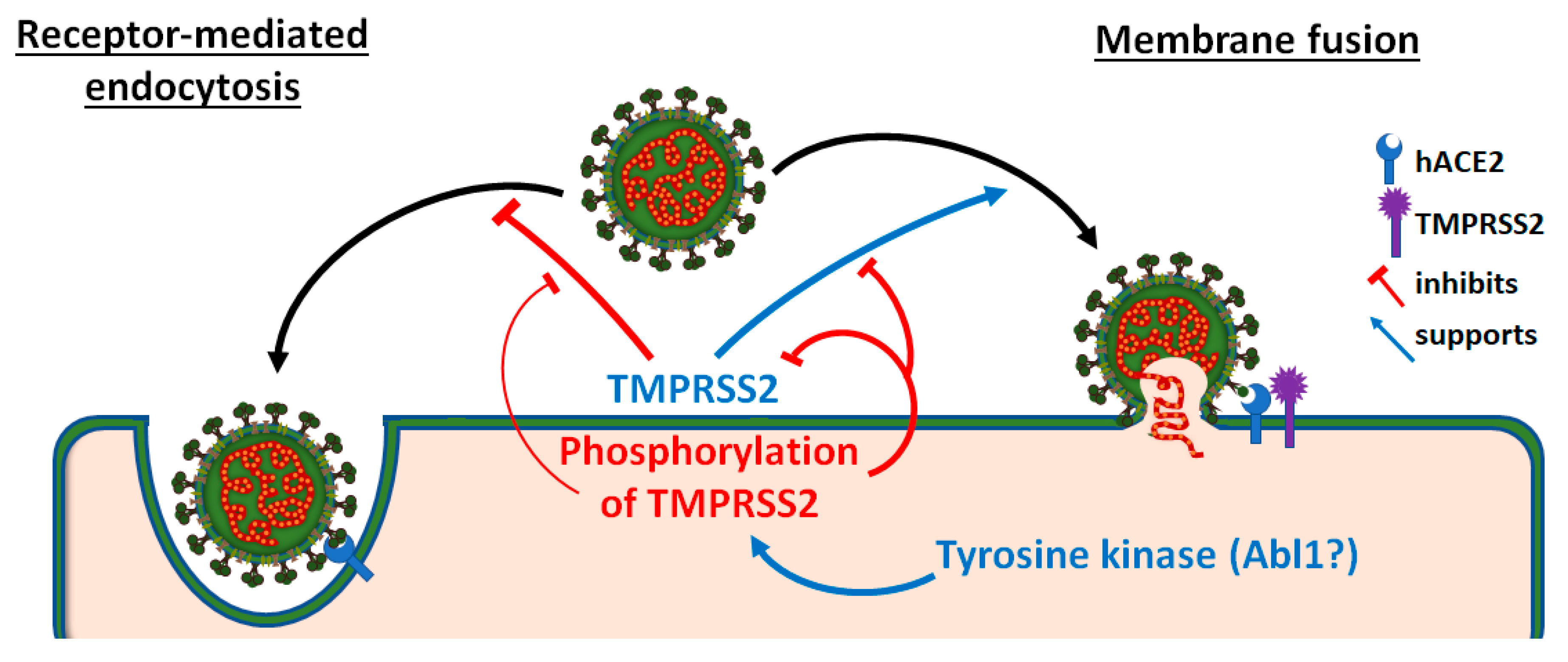 Viruses 15 02124 g006