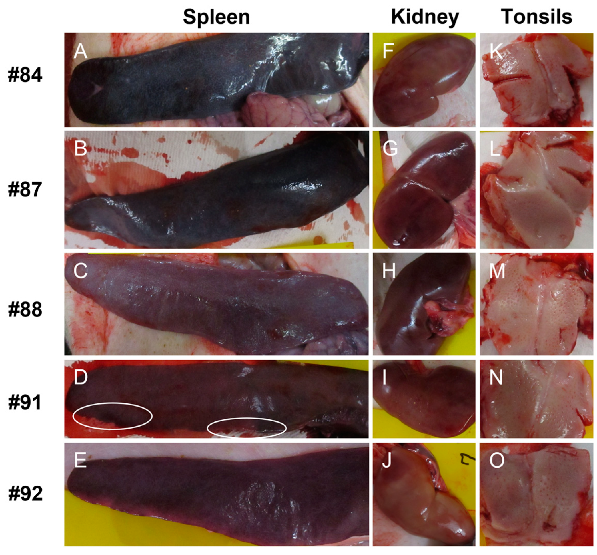 Viruses 15 02143 g004