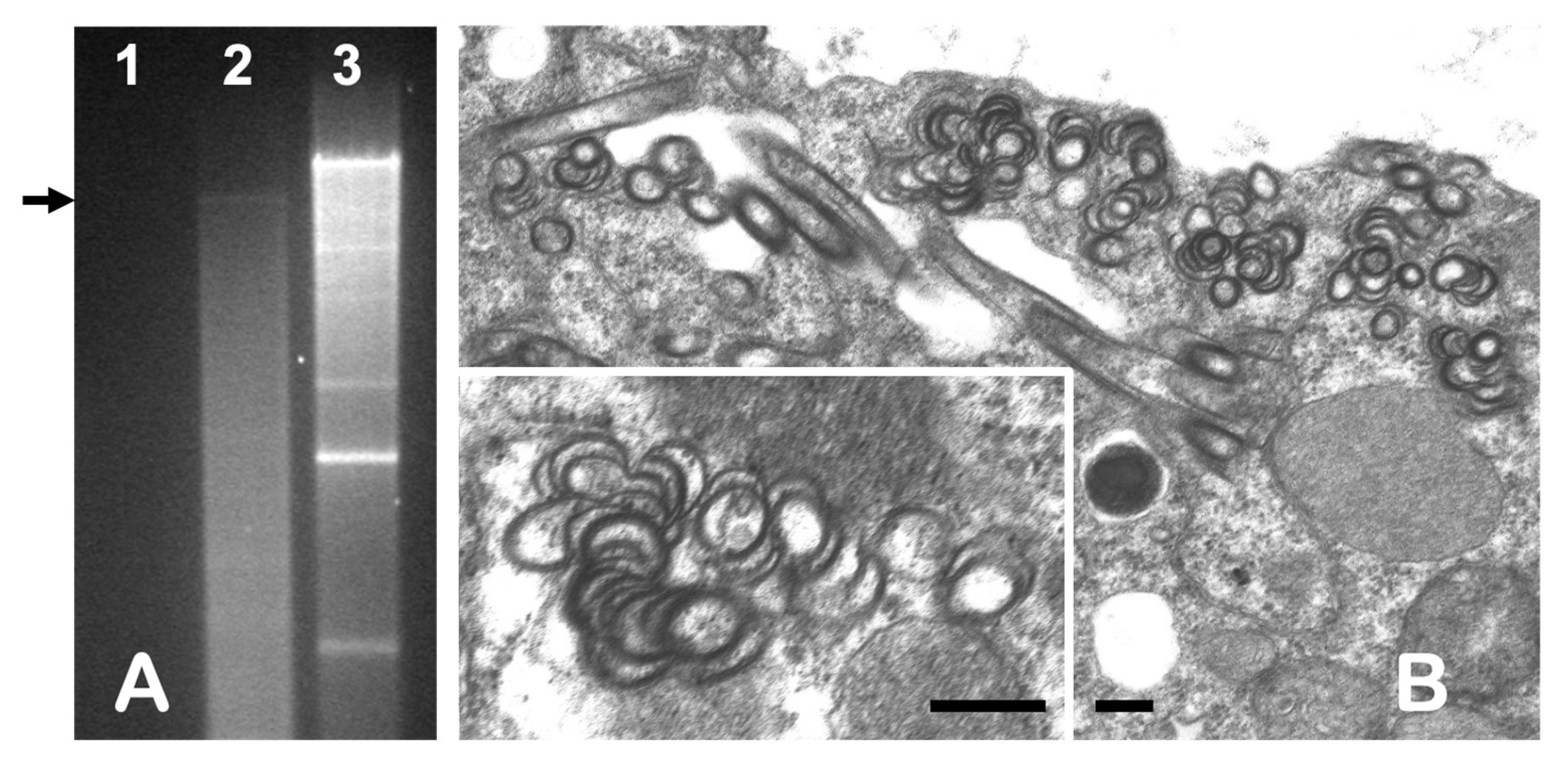 Viruses 15 02145 g003