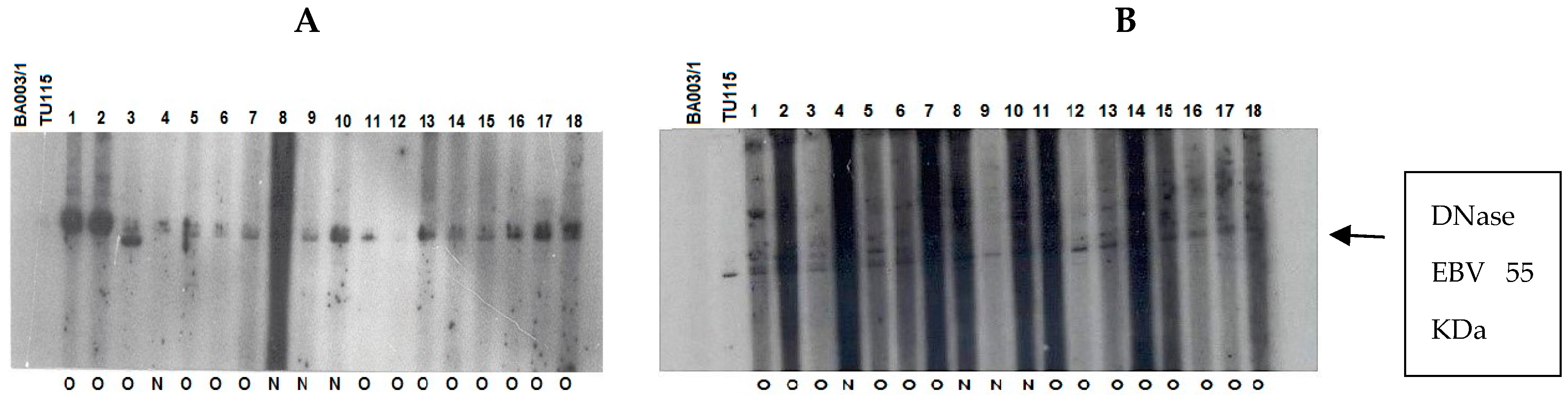 Viruses 15 02158 g006a