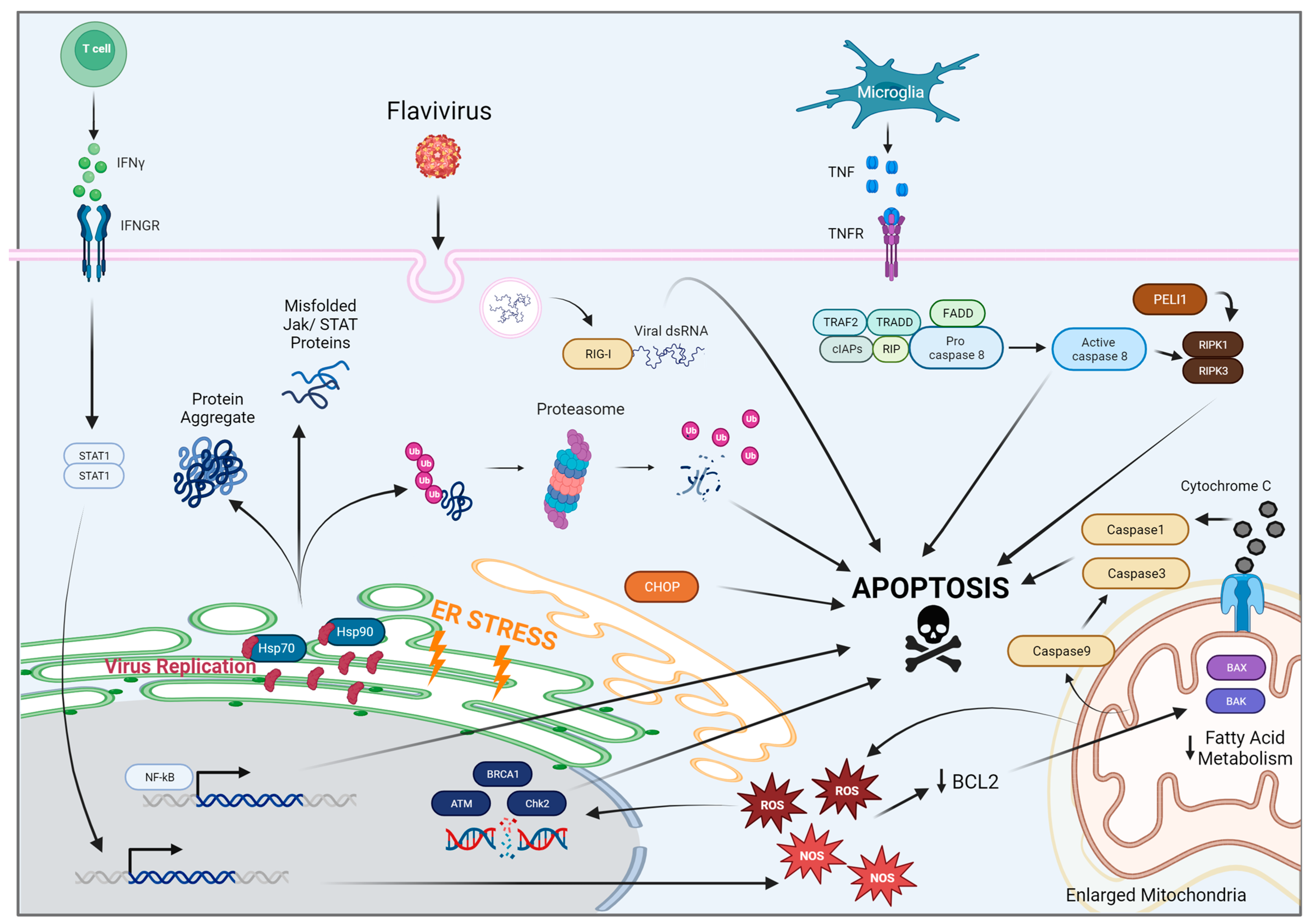 Viruses 15 02200 g001