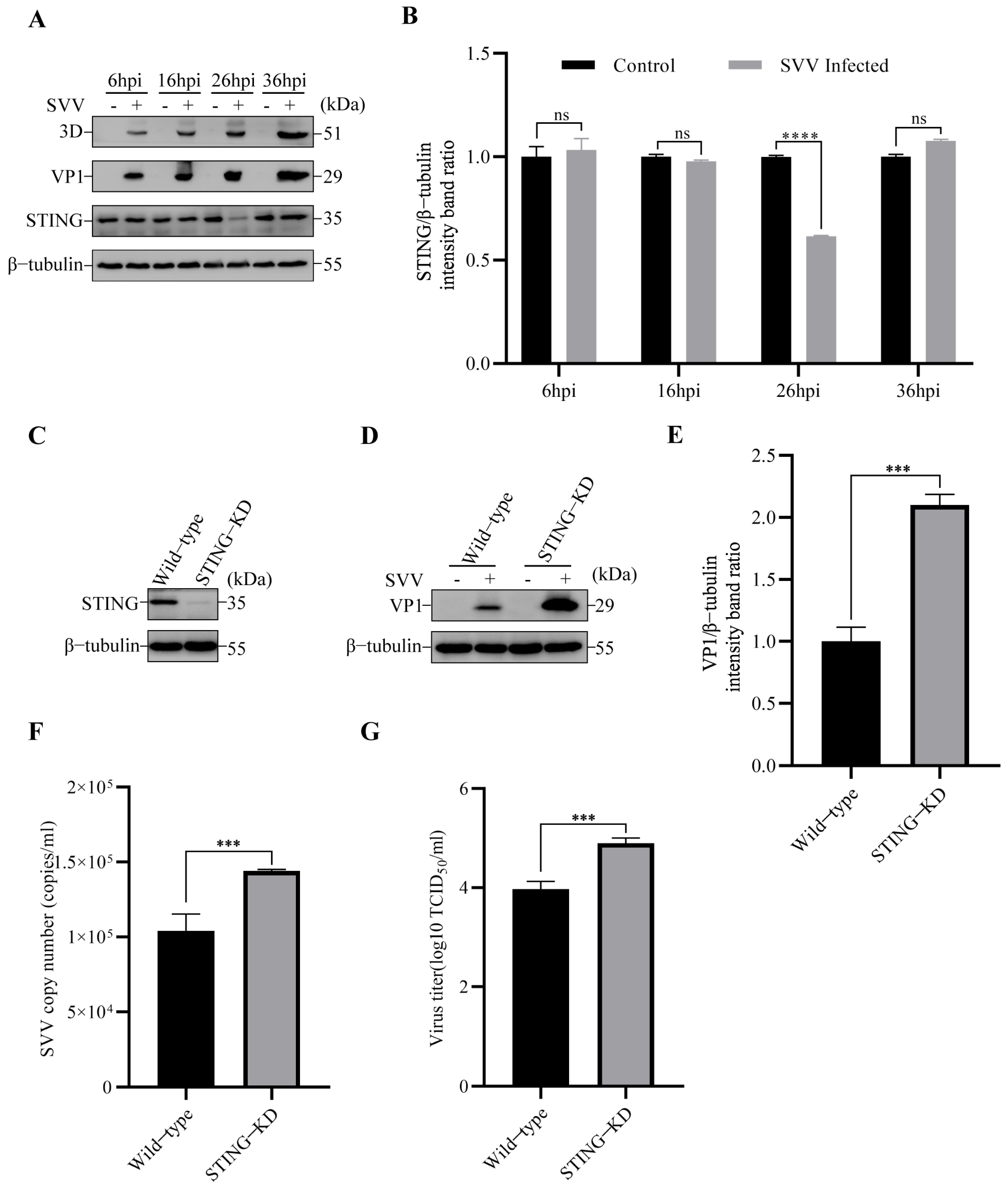 Viruses 15 02209 g001