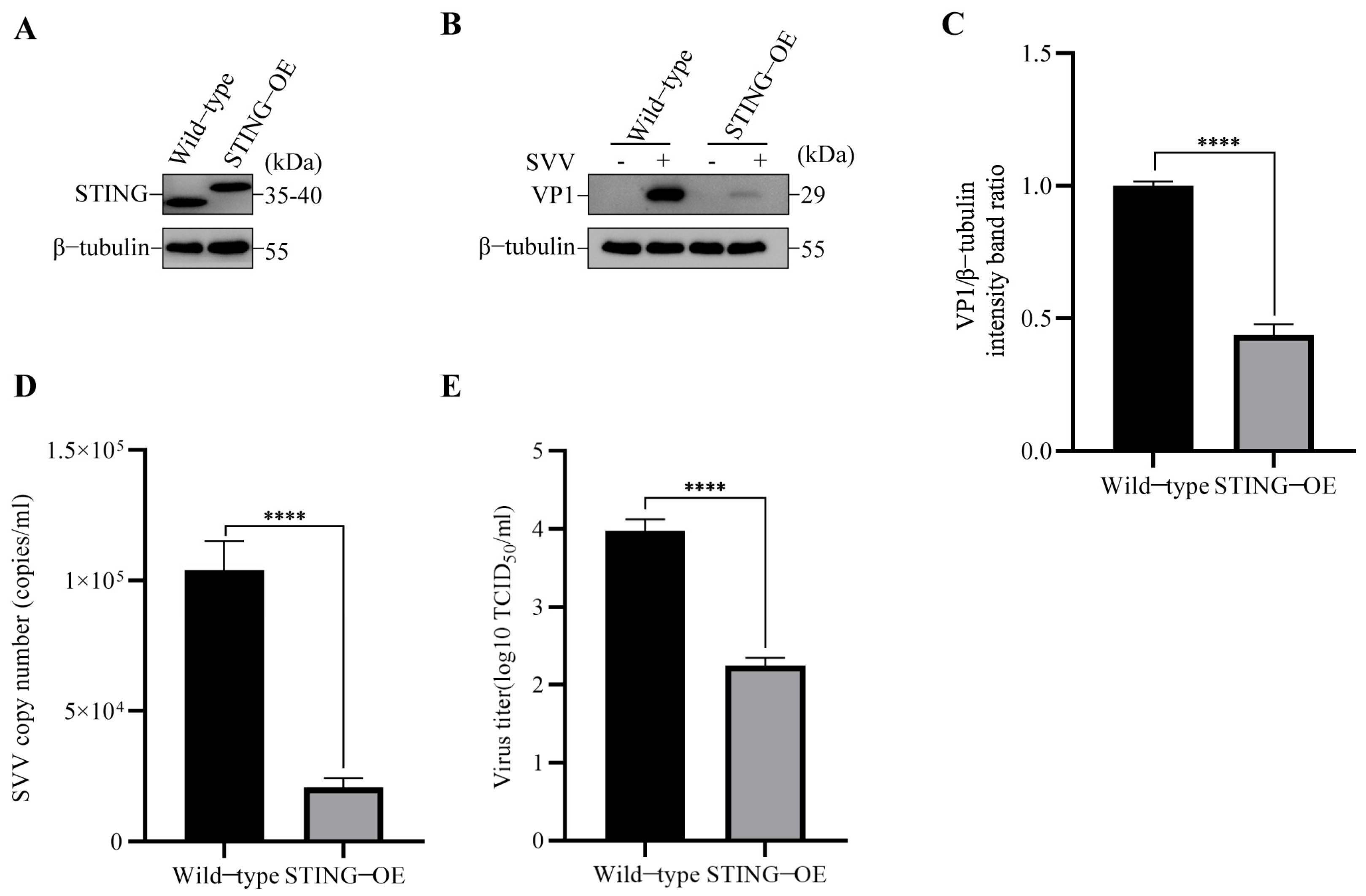 Viruses 15 02209 g002