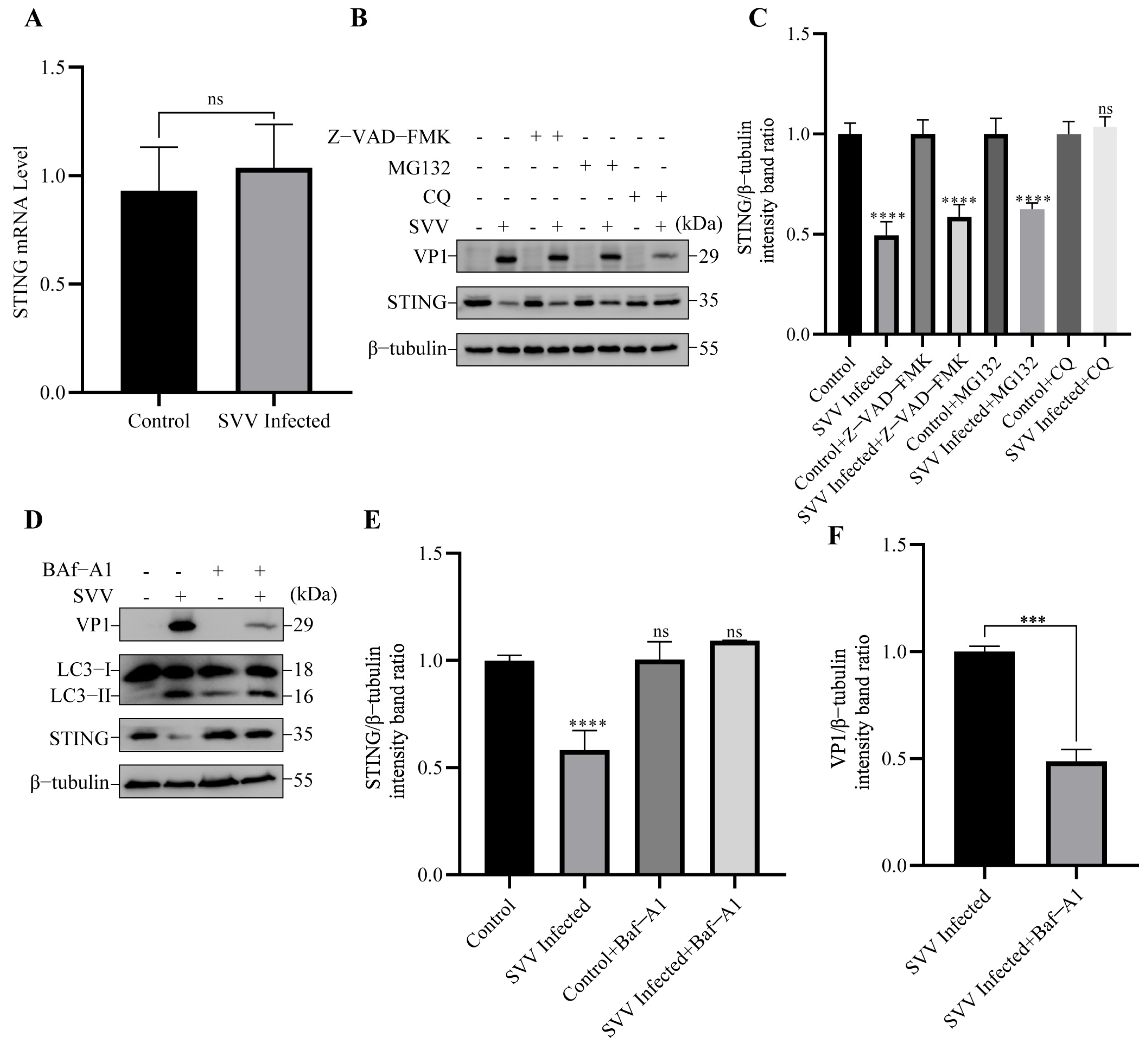 Viruses 15 02209 g003