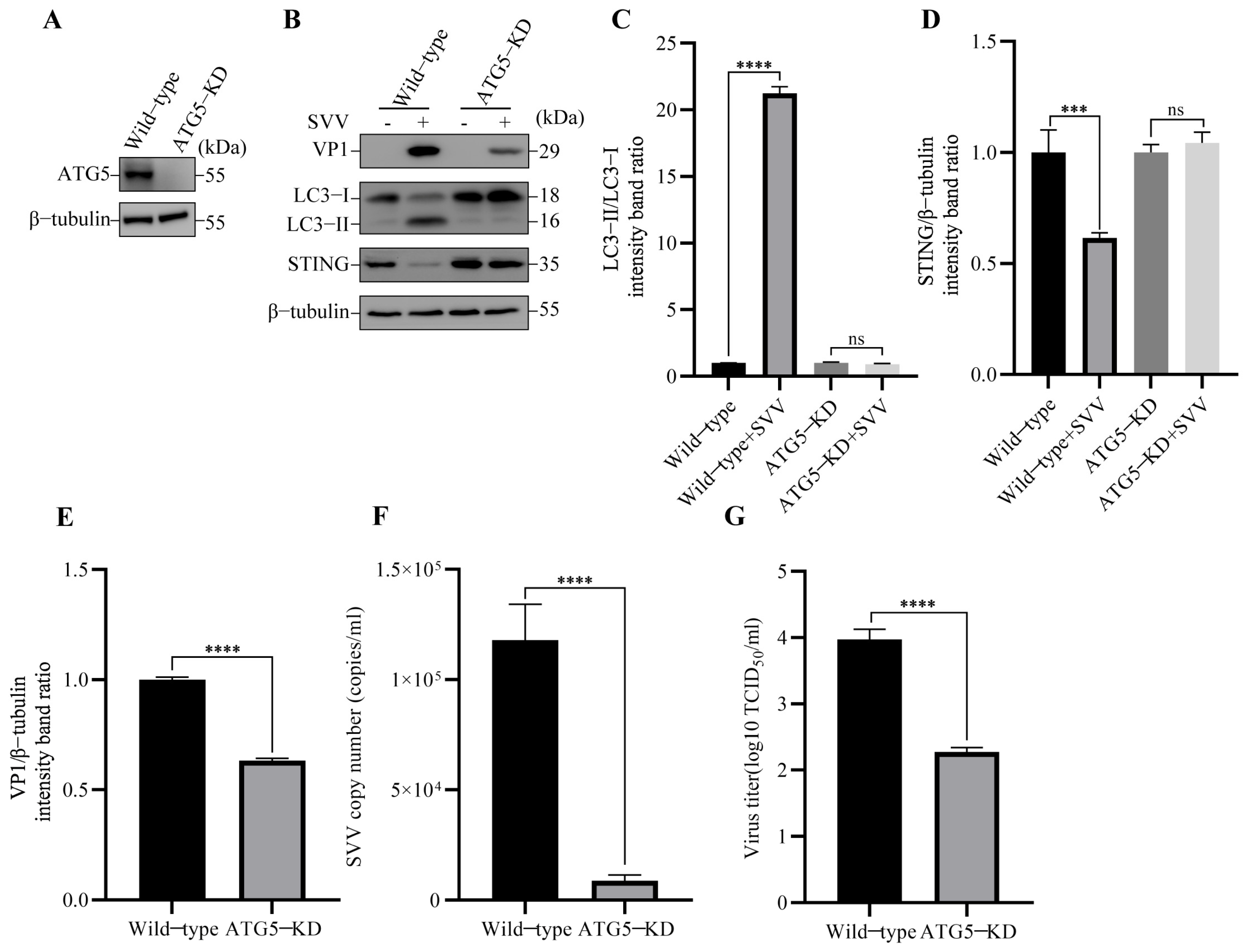Viruses 15 02209 g004
