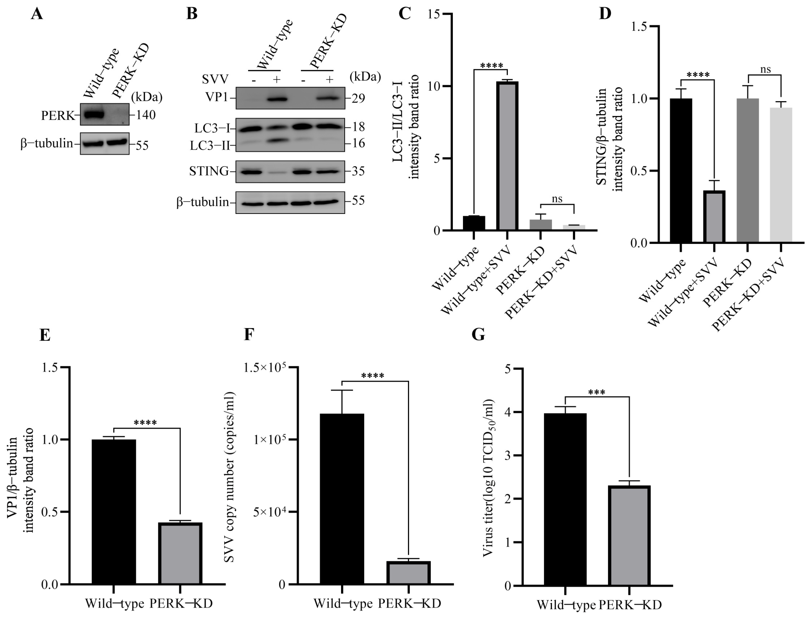 Viruses 15 02209 g006