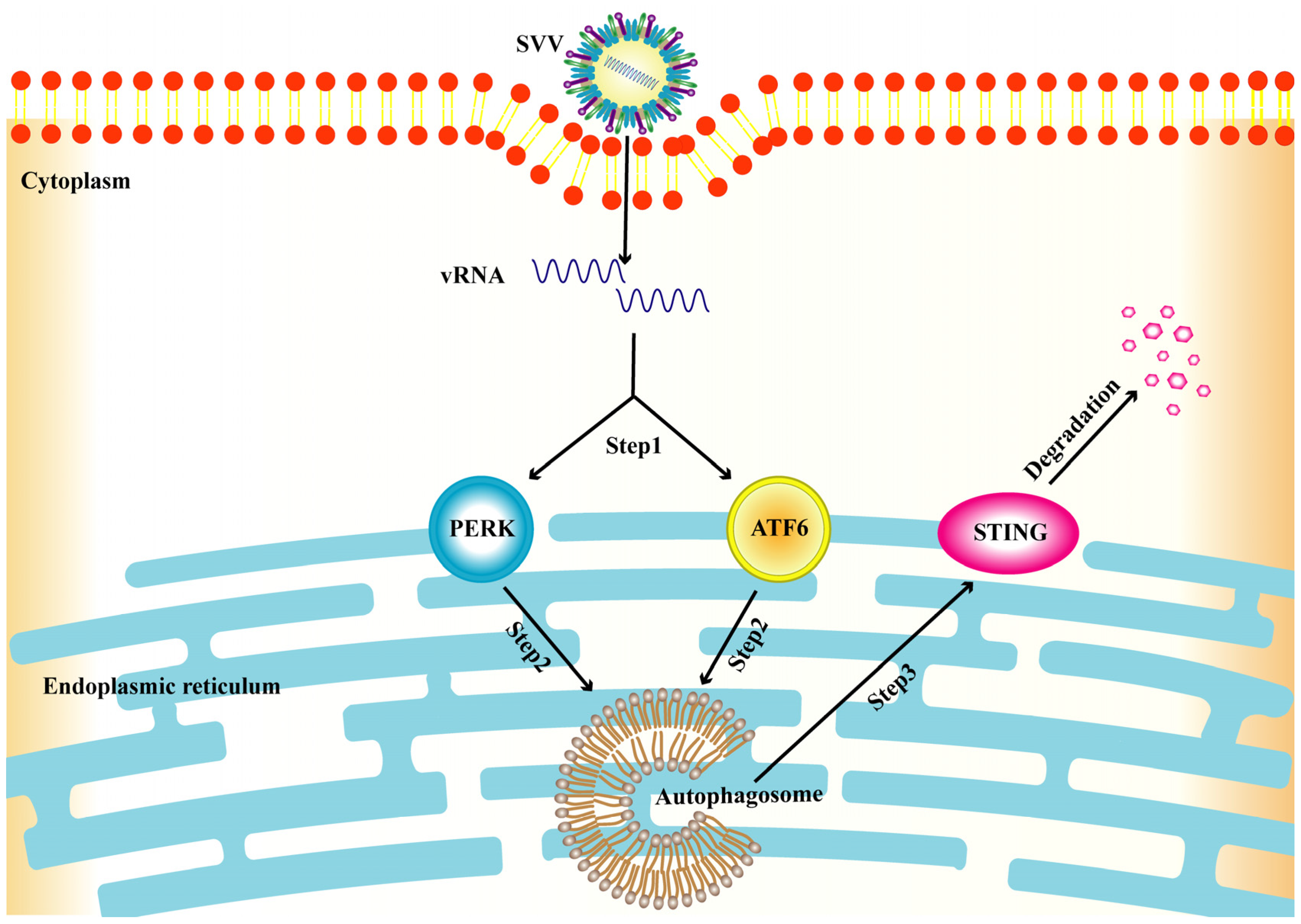 Viruses 15 02209 g008