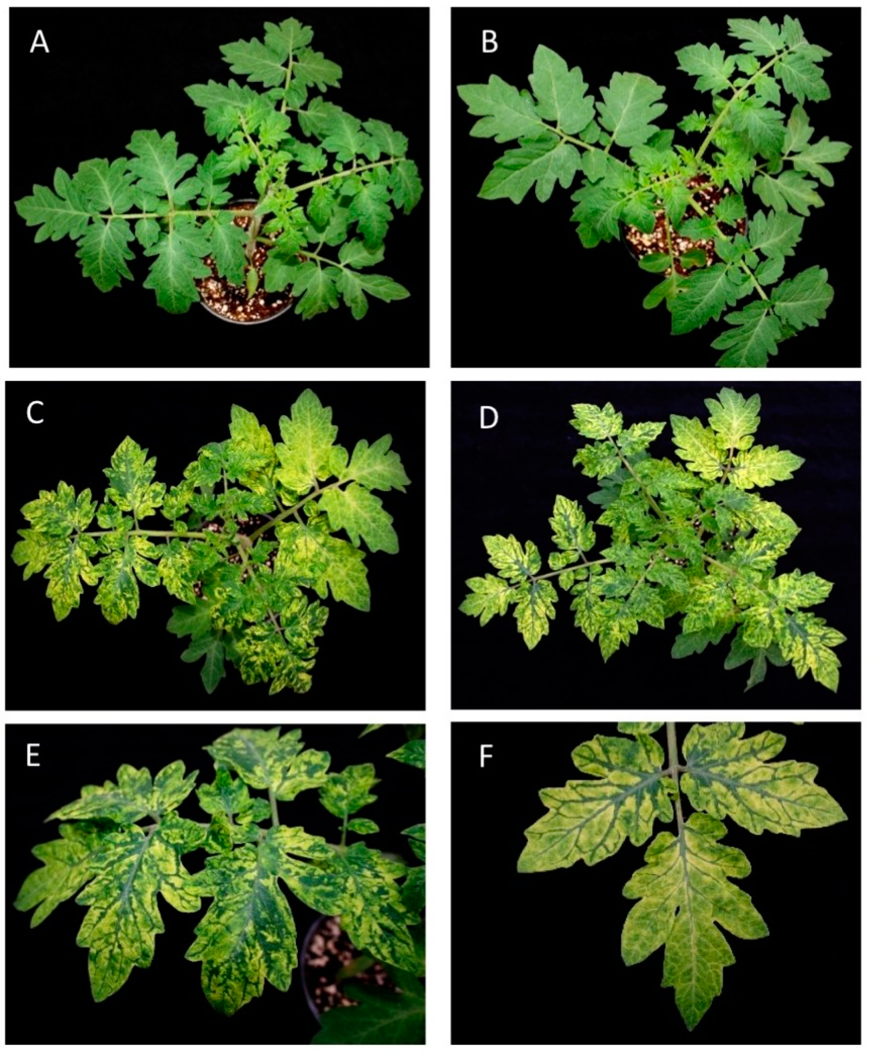 Viruses 15 02230 g001