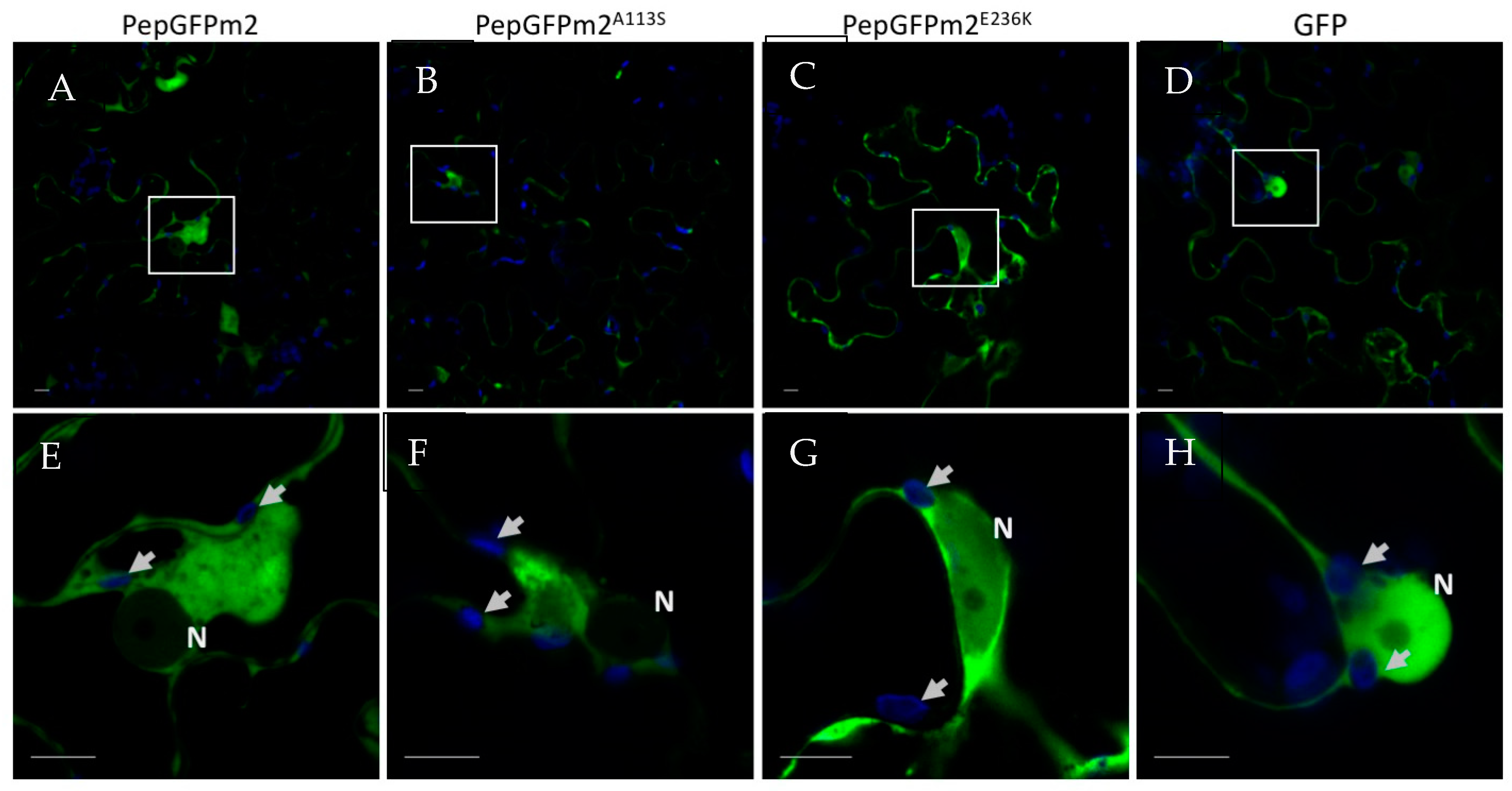 Viruses 15 02230 g005