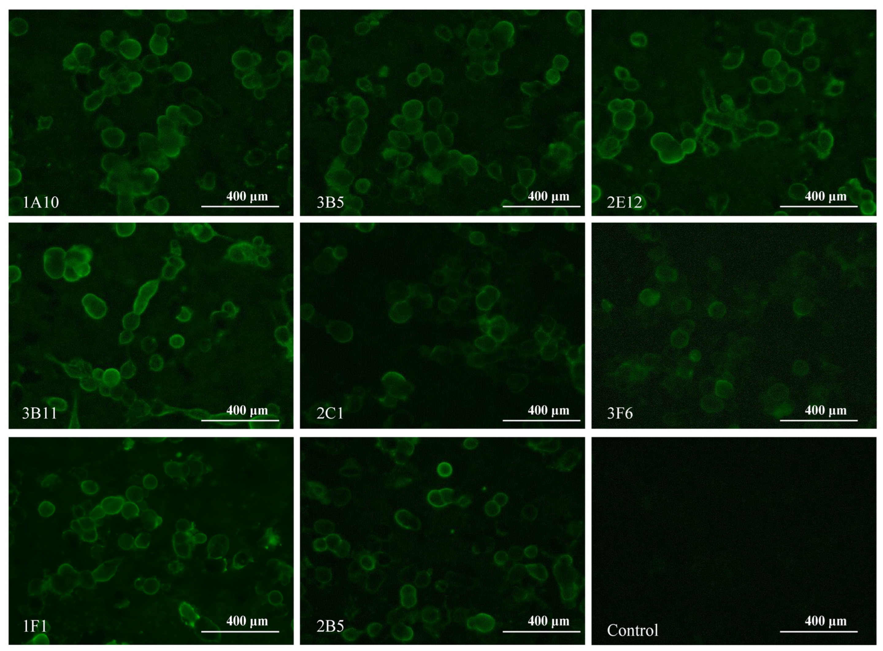 Viruses 15 02249 g003