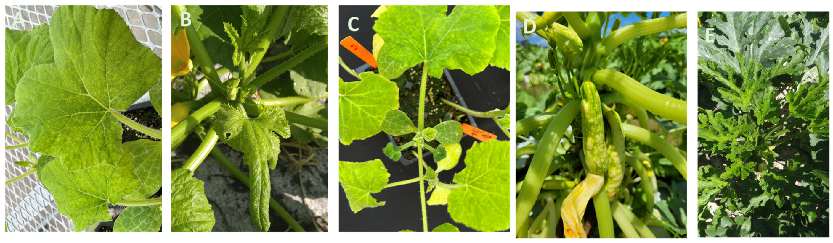 Viruses 15 02278 g001